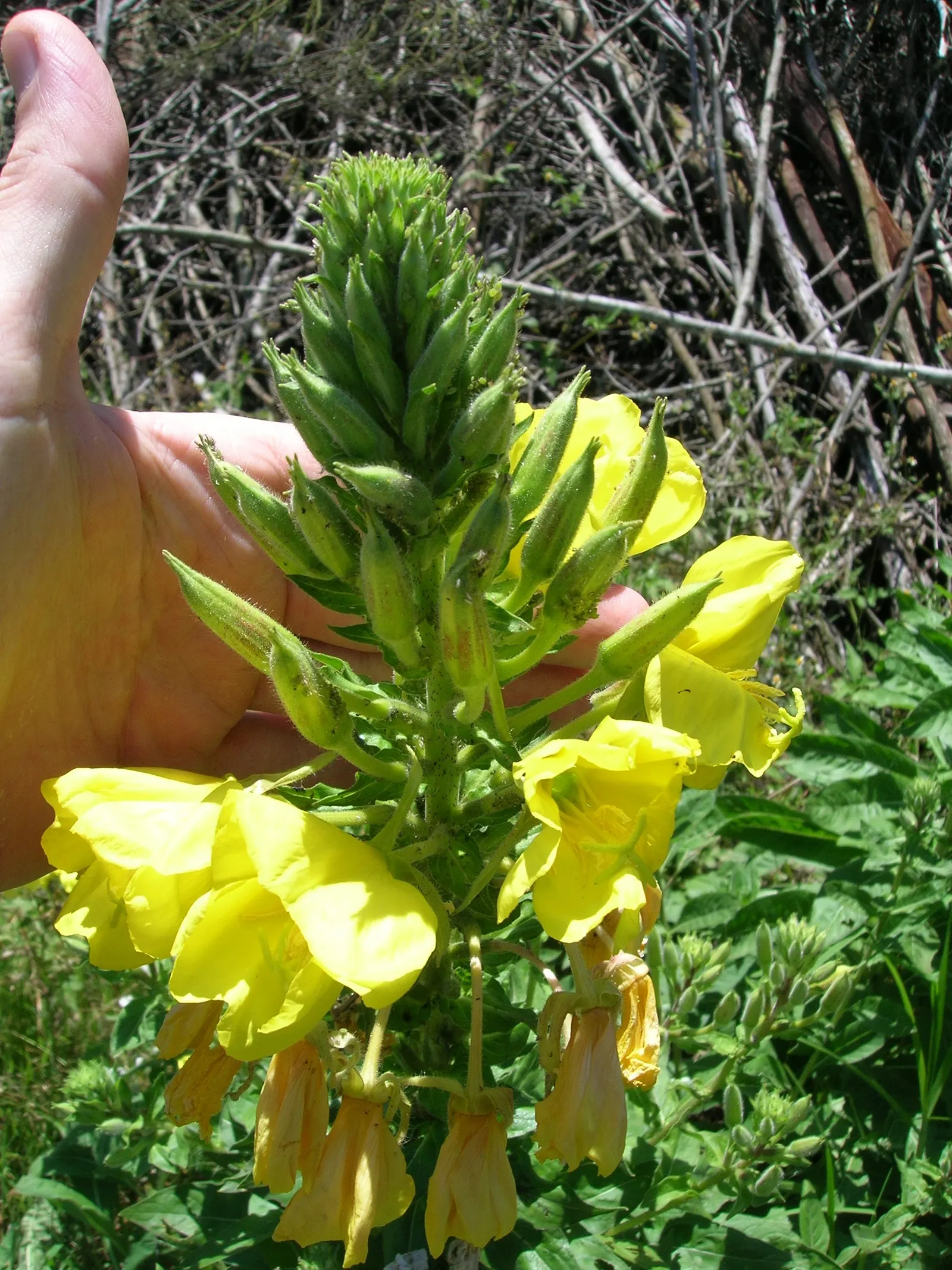 Hartweg's Sundrops (Calylophus Hartwegii Var. Fendleri) — green backdrop against which the plant's bright