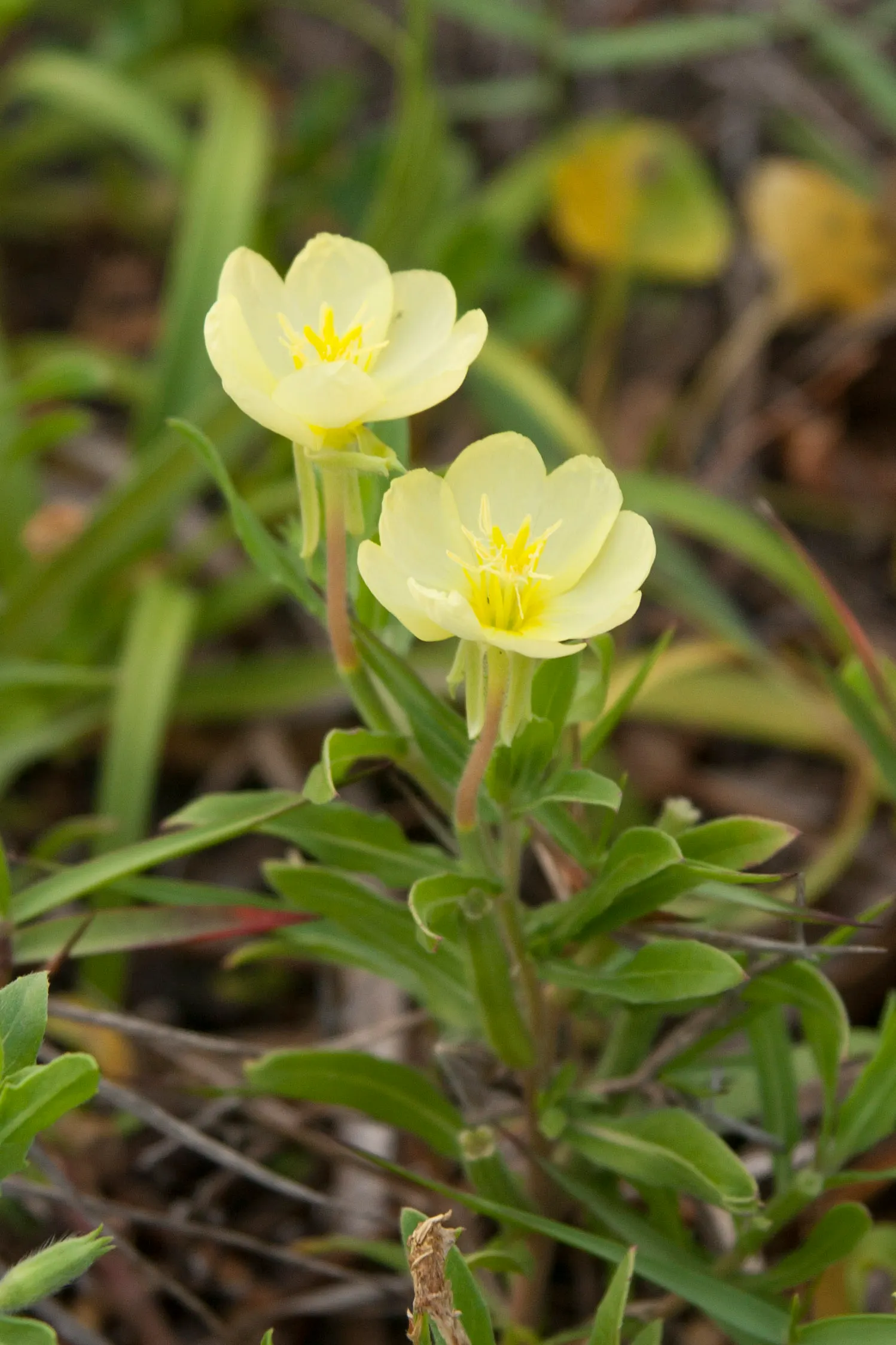 Hartweg's Sundrops (Calylophus Hartwegii Var. Fendleri) — ensuring longevity and vibrancy in the garden; drought-tolerant and low maintenance, image 81