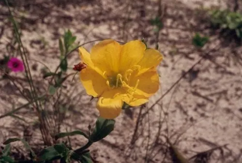 Hartweg's Sundrops (Calylophus Hartwegii Var. Fendleri) — including bees and butterflies; clumping form typically reaching heights of 12 to 18, image 78