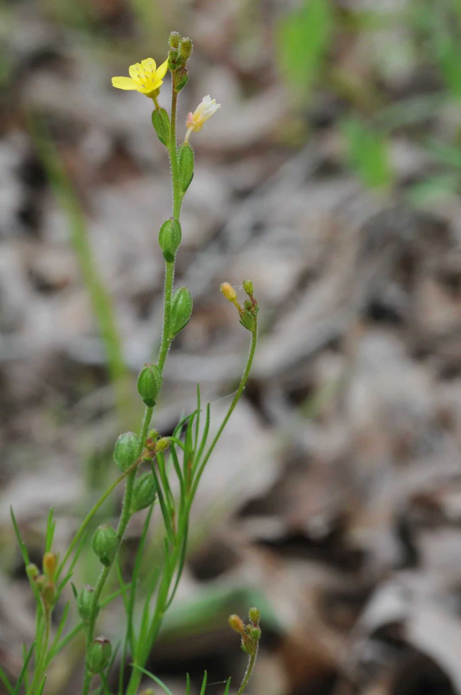 Hartweg's Sundrops (Calylophus Hartwegii Var. Fendleri) — approximately 2 inches in diameter