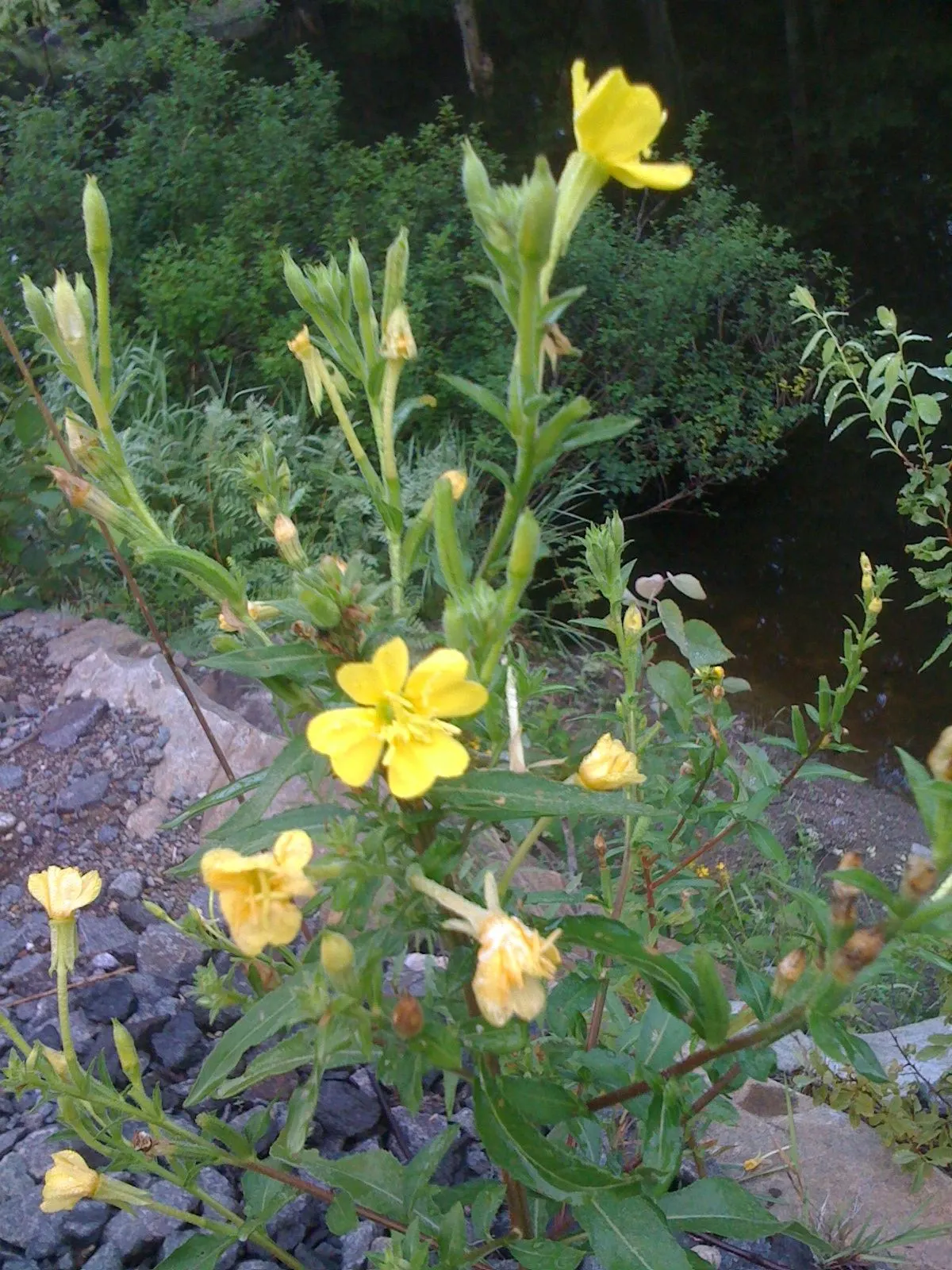 Hartweg's Sundrops (Calylophus Hartwegii Var. Fendleri) — satin-textured yellow flowers emerge; ensuring longevity and vibrancy in the garden