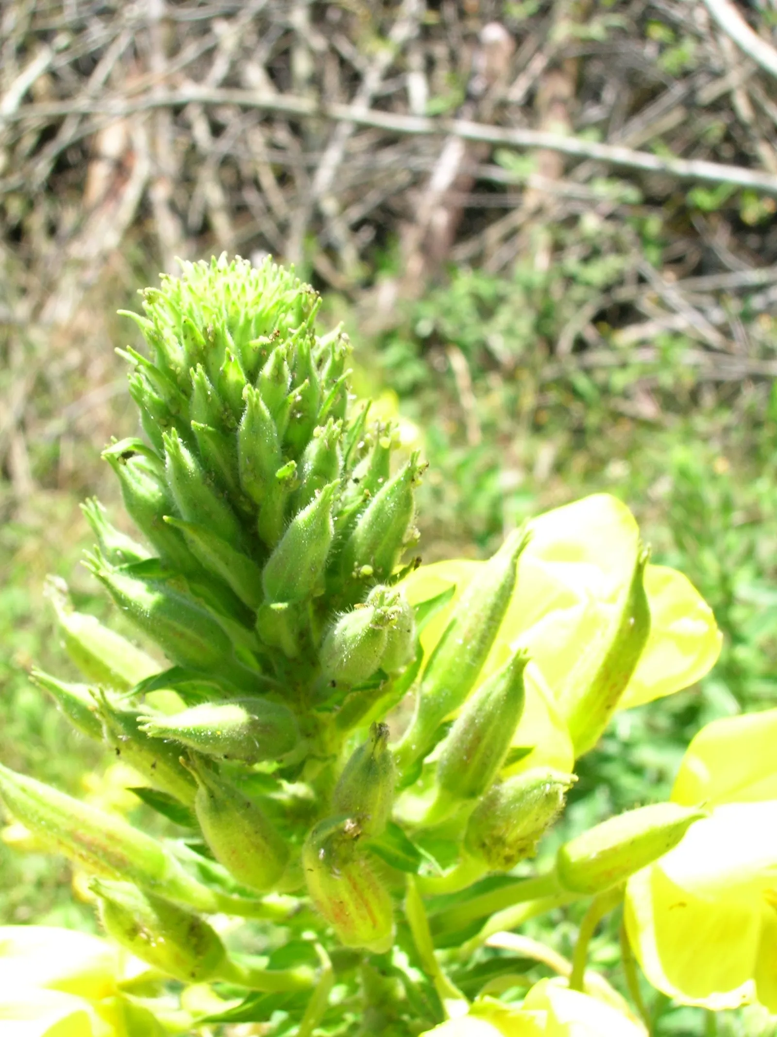 Hartweg's Sundrops (Calylophus Hartwegii Var. Fendleri) — native to the Southwest and Central United States; clumping form typically reaching, image 94
