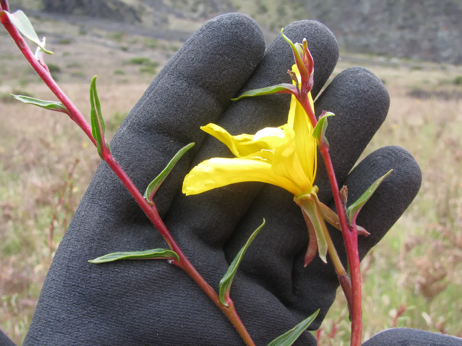 Hartweg's Sundrops (Calylophus Hartwegii Var. Fendleri) — Well-drained soil ensures their optimal growth and flowering performance; clumping form typically