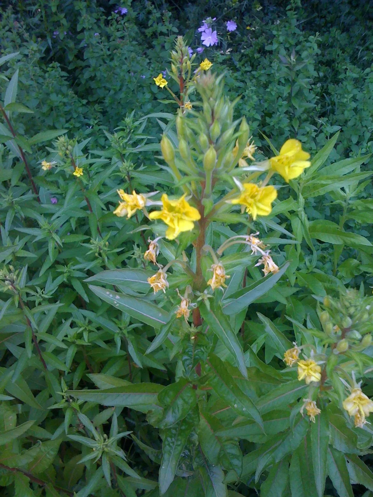 Hartweg's Sundrops (Calylophus Hartwegii Var. Fendleri) — Blooms appear profusely in late spring to early summer, attracting pollinators; drought-tolerant and