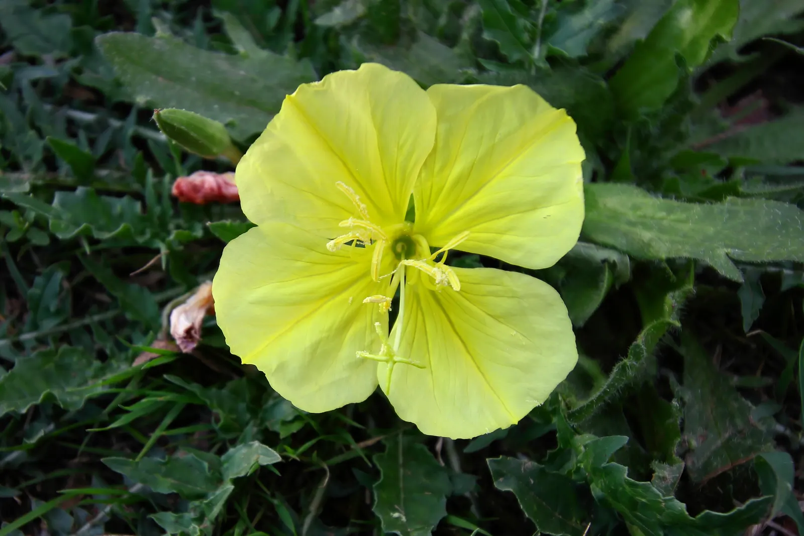 Hartweg's Sundrops (Calylophus Hartwegii Var. Fendleri) — the Fendler's Sundrops sports narrow; drought-tolerant and low maintenance, Sundrops are ideal for