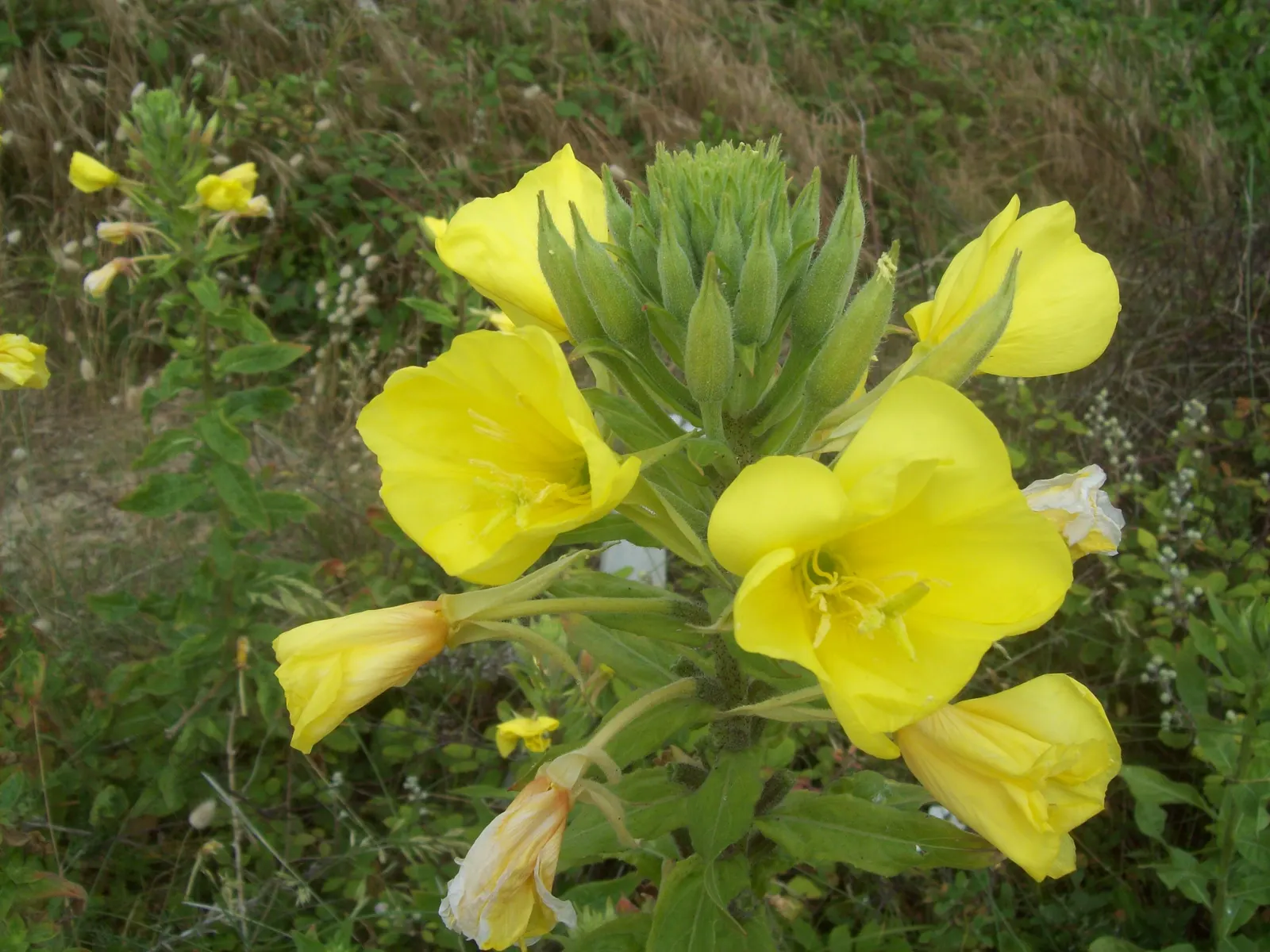 Hartweg's Sundrops (Calylophus Hartwegii Var. Fendleri) — fendleri thrives in full sun exposure and well-drained soils; clumping form typically, image 74