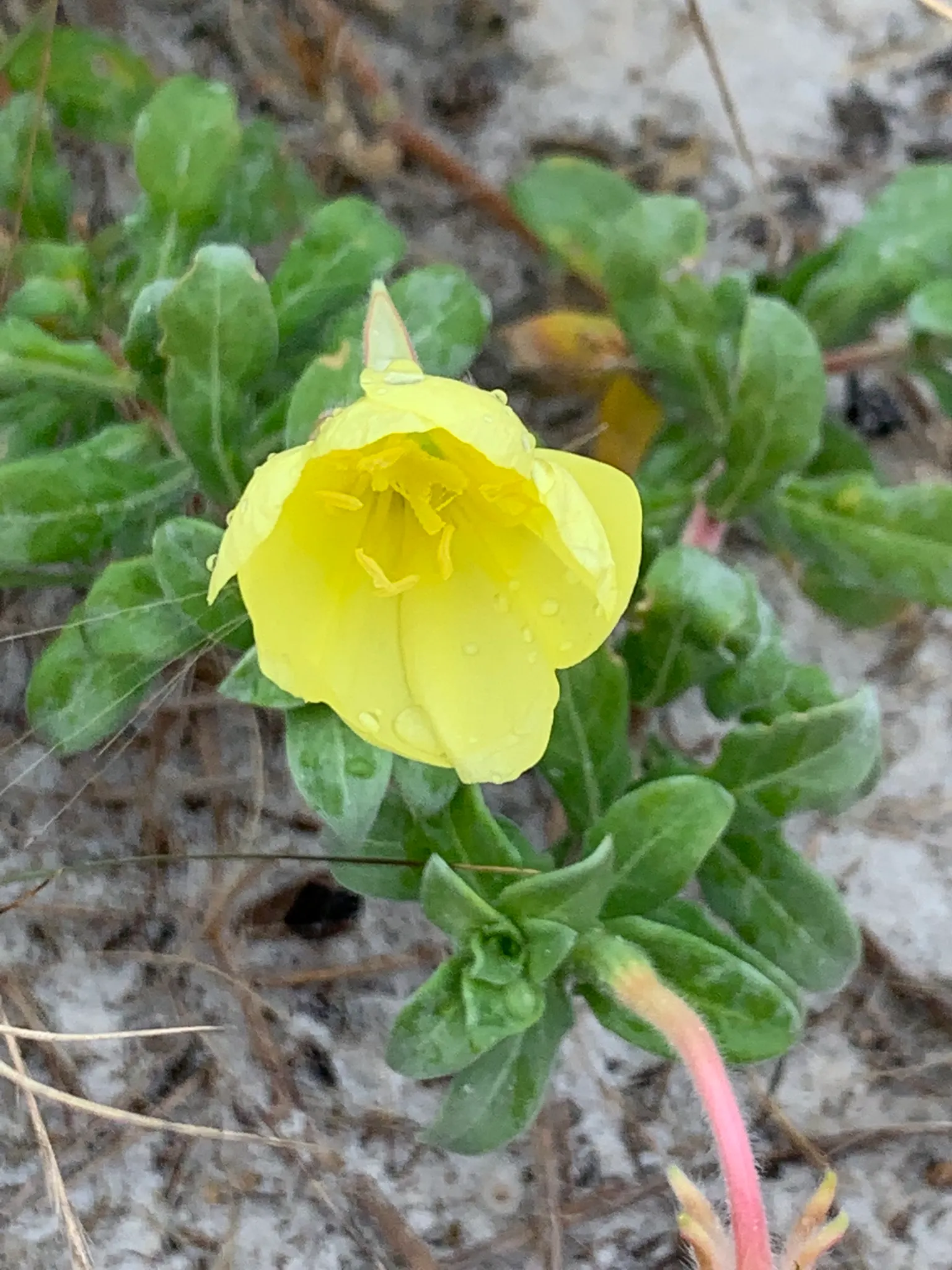 Hartweg's Sundrops (Calylophus Hartwegii Var. Fendleri) — making it a low-maintenance yet visually stunning component of any landscape design