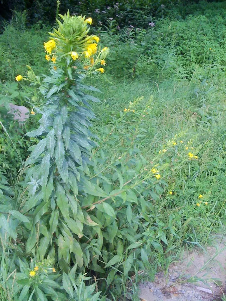Hartweg's Sundrops (Calylophus Hartwegii Var. Fendleri) — ground cover / perennial / shrub with yellow blooms