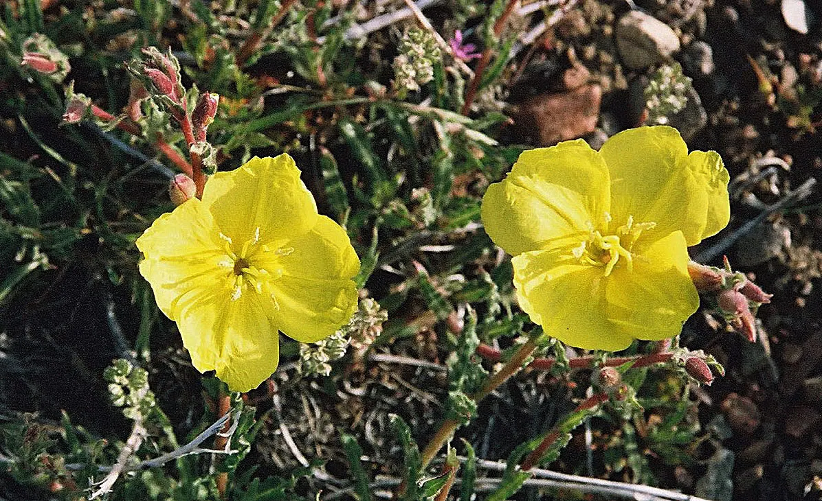 Hartweg's Sundrops (Calylophus Hartwegii Var. Fendleri) — fendleri thrives in full sun exposure and well-drained soils