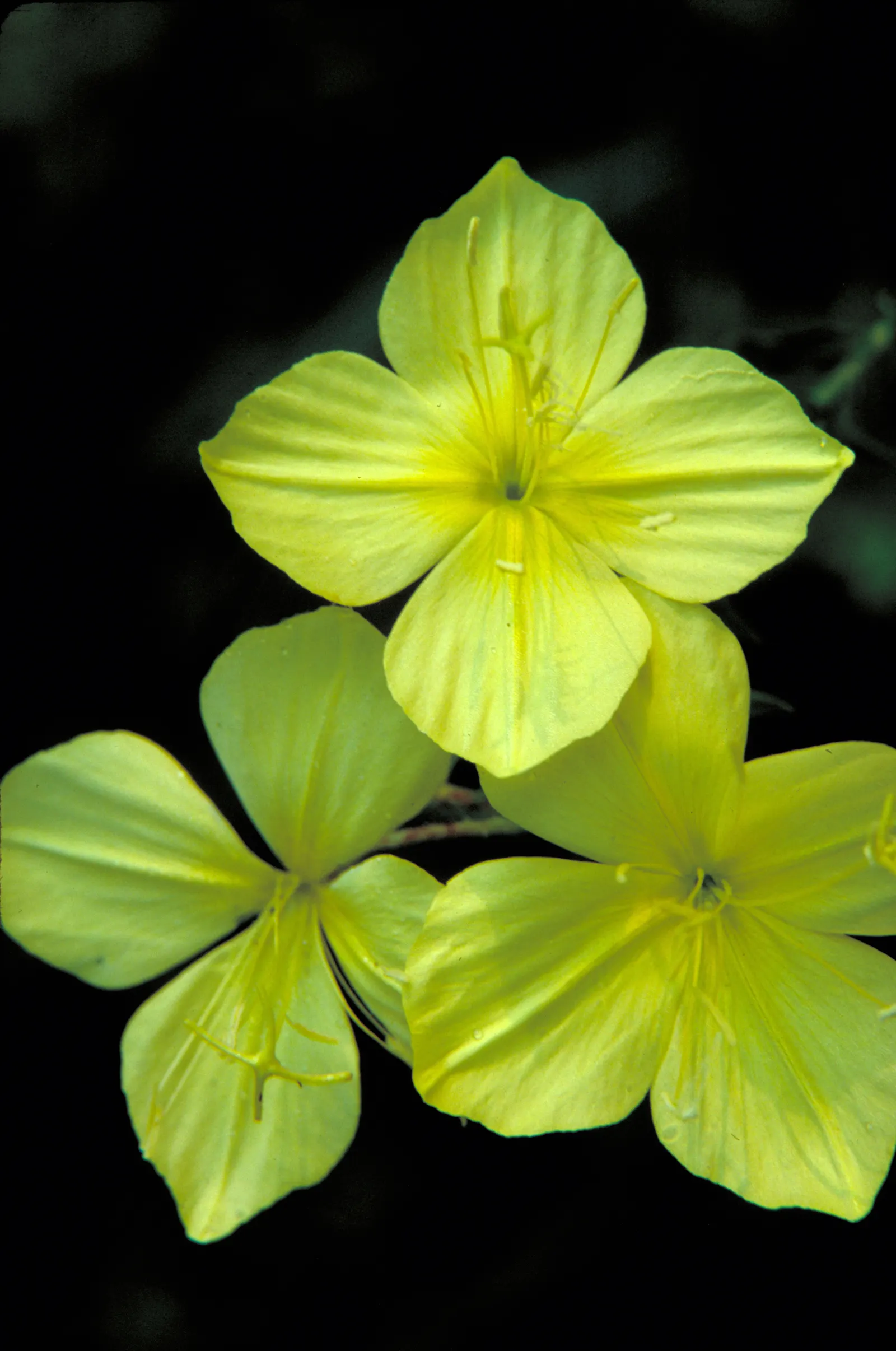 Hartweg's Sundrops (Calylophus Hartwegii Var. Fendleri) — Sundrops (Calylophus Hartwegii var; drought-tolerant and low maintenance, Sundrops are, image 57