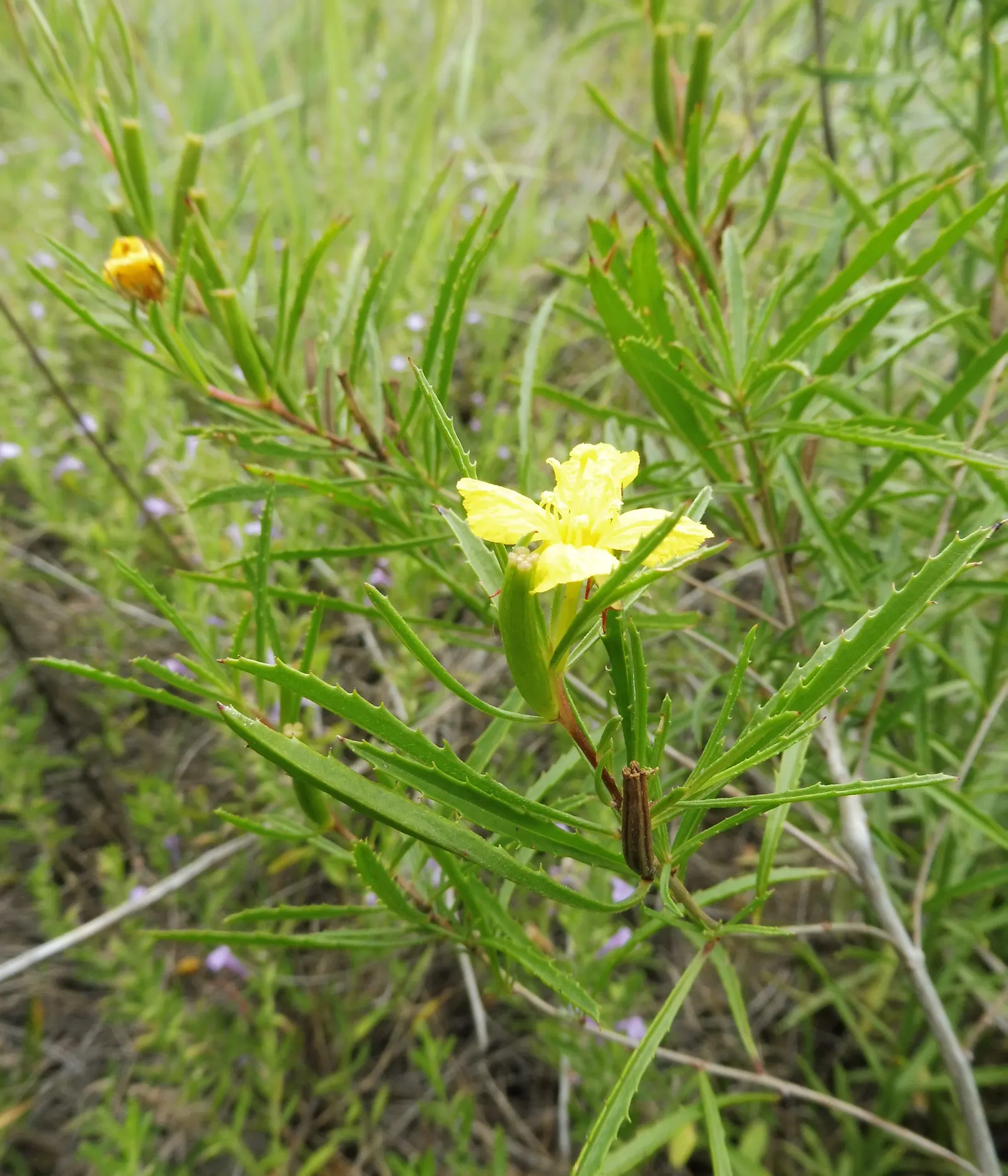 Hartweg's Sundrops (Calylophus Hartwegii Var. Fendleri) — approximately 2 inches in diameter; drought-tolerant and low maintenance, Sundrops are, image 73