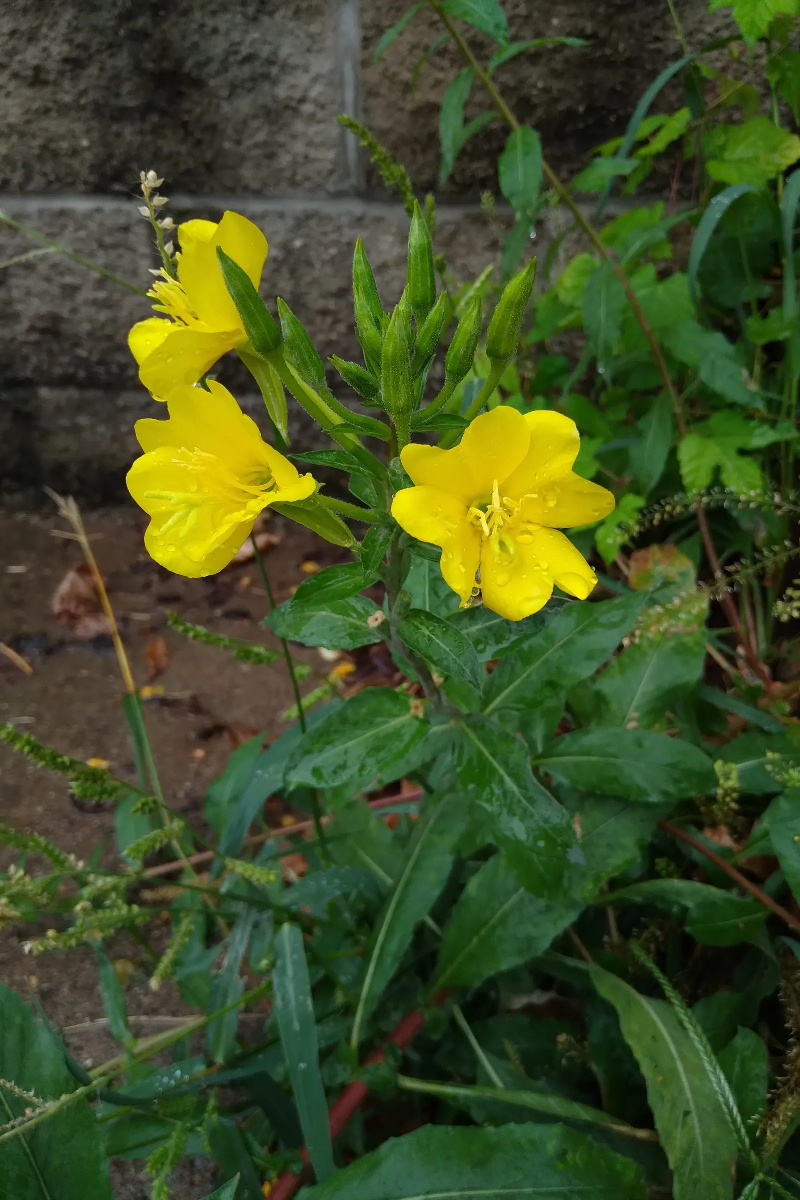 Hartweg's Sundrops (Calylophus Hartwegii Var. Fendleri) — Blooms appear profusely in late spring to early summer, attracting pollinators