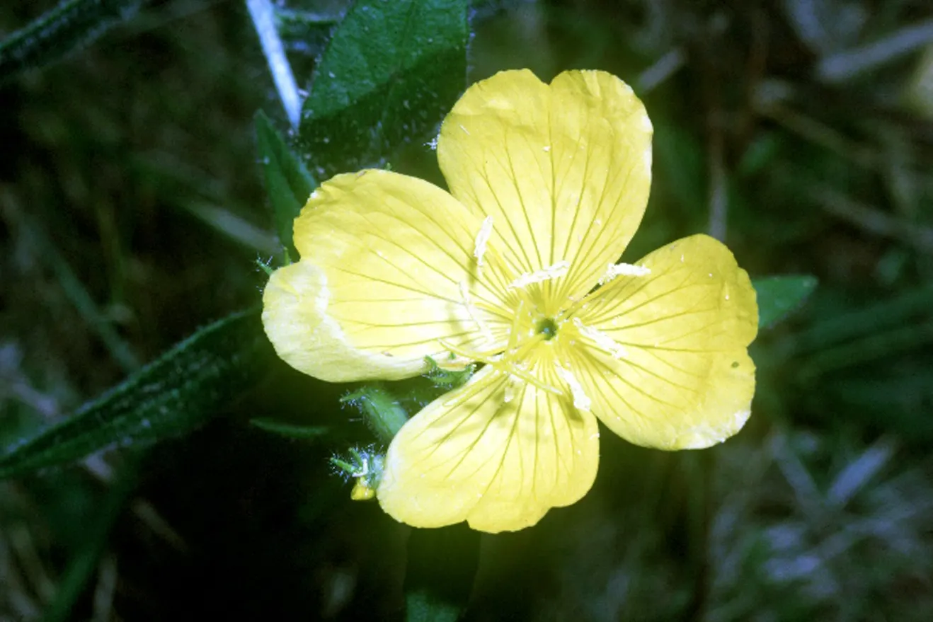 Hartweg's Sundrops (Calylophus Hartwegii Var. Fendleri) — Drought-tolerant and low maintenance, Sundrops are ideal for xeriscaping