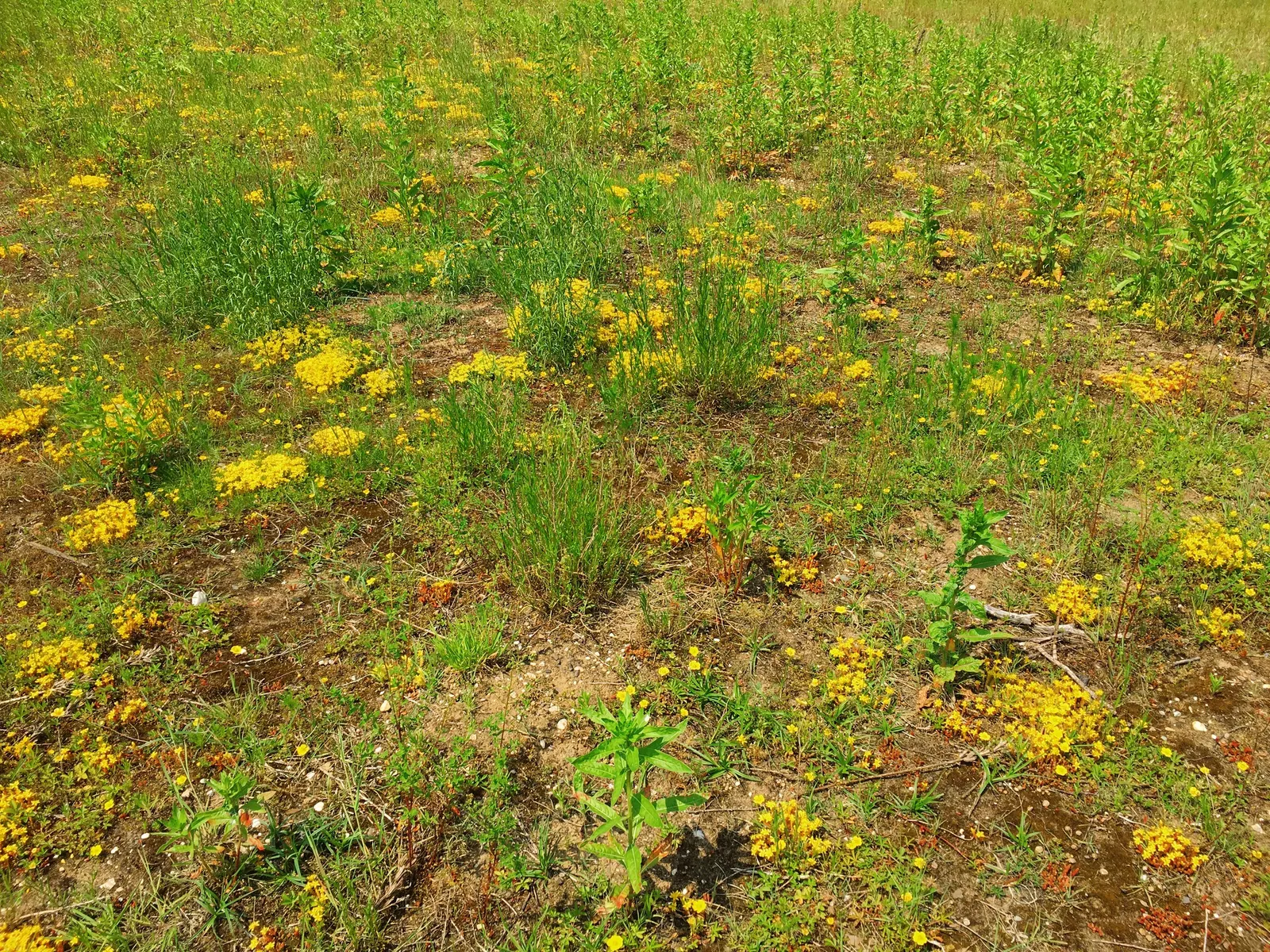 Hartweg's Sundrops (Calylophus Hartwegii Var. Fendleri) — lance-shaped leaves that create a dense; clumping form typically reaching heights of 12, image 70
