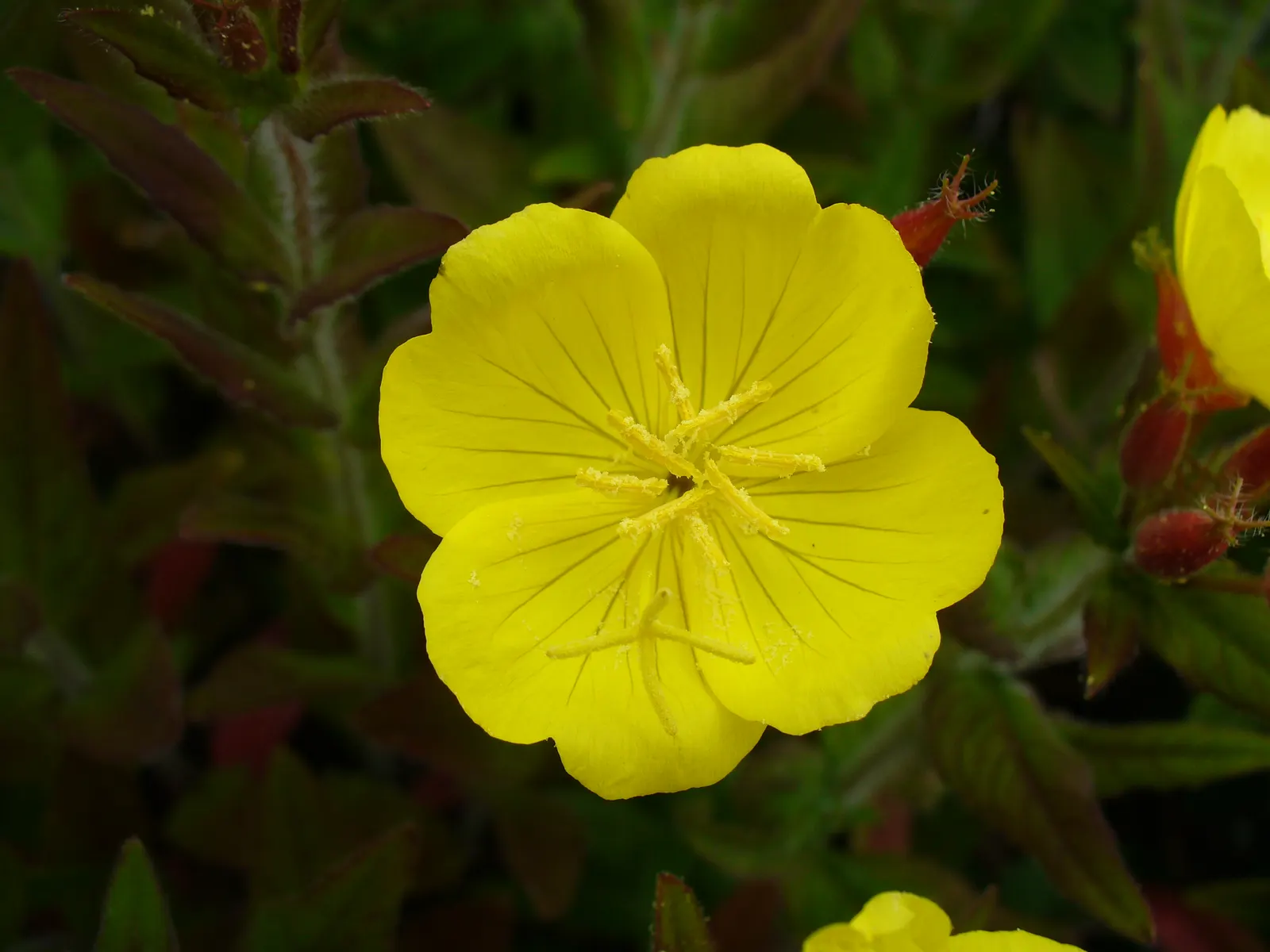 Hartweg's Sundrops (Calylophus Hartwegii Var. Fendleri) — ground cover / perennial / shrub for full or half; ensuring longevity and vibrancy in the garden