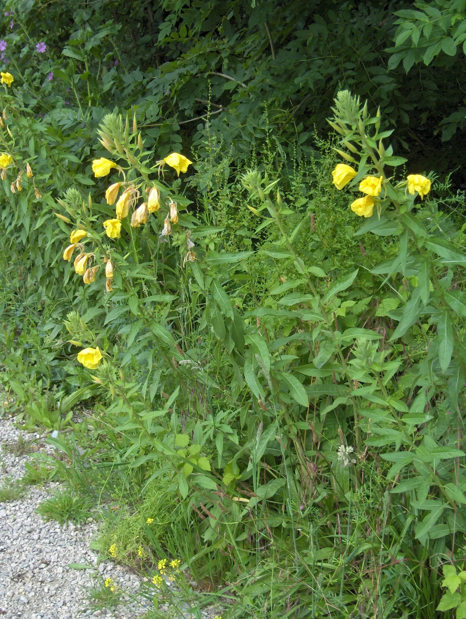 Hartweg's Sundrops (Calylophus Hartwegii Var. Fendleri) — satin-textured yellow flowers emerge; ensuring longevity and vibrancy in the garden, image 72