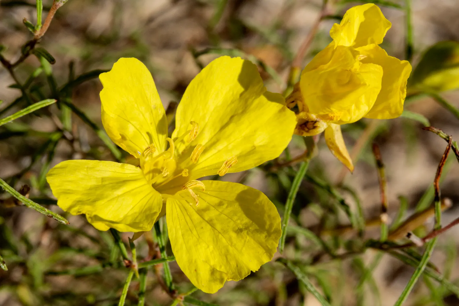 Hartweg's Sundrops (Calylophus Hartwegii Var. Fendleri) — yellow flowers in the garden; clumping form typically reaching heights of 12 to 18 inches
