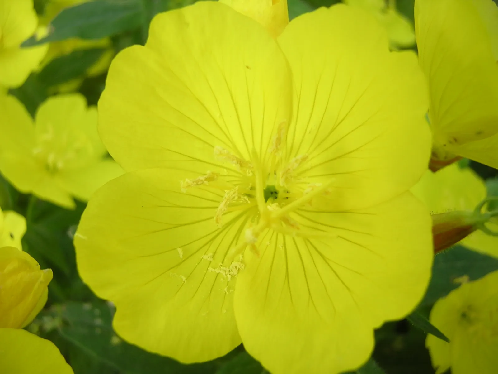 Hartweg's Sundrops (Calylophus Hartwegii Var. Fendleri) — ensuring longevity and vibrancy in the garden; drought-tolerant and low maintenance, Sundrops are