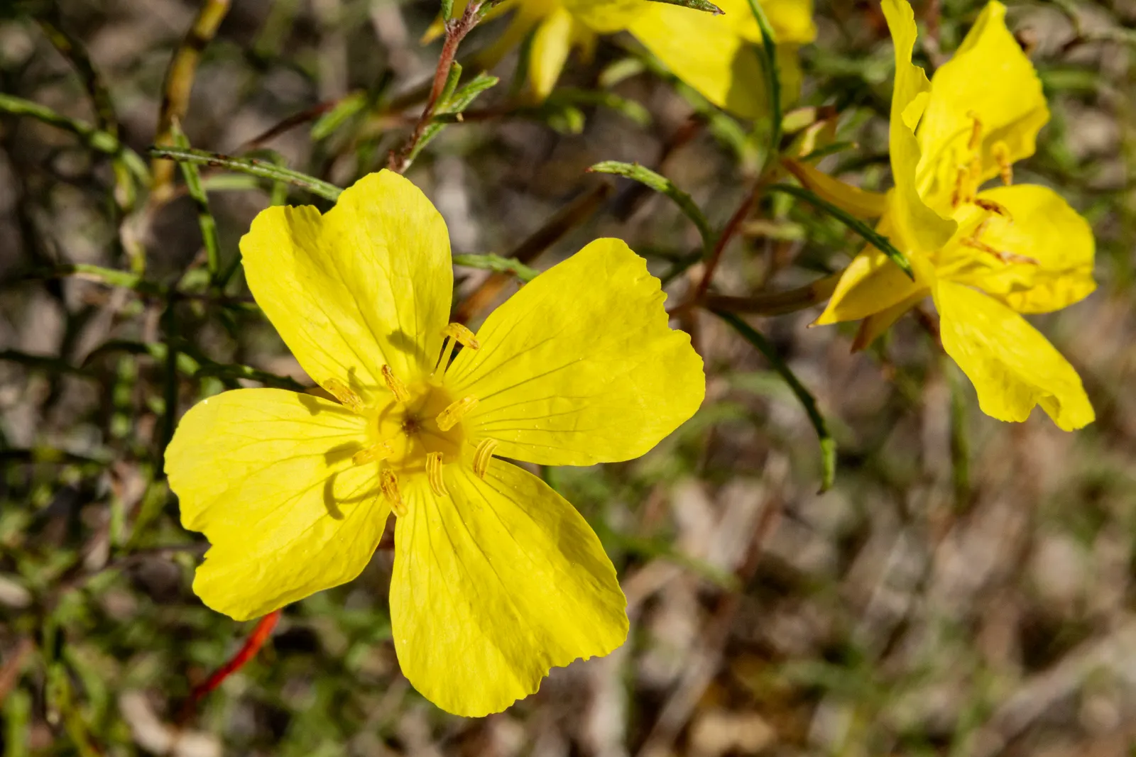 Hartweg's Sundrops (Calylophus Hartwegii Var. Fendleri) — it's an excellent candidate for xeriscaping and water-wise gardening practices; ensuring longevity