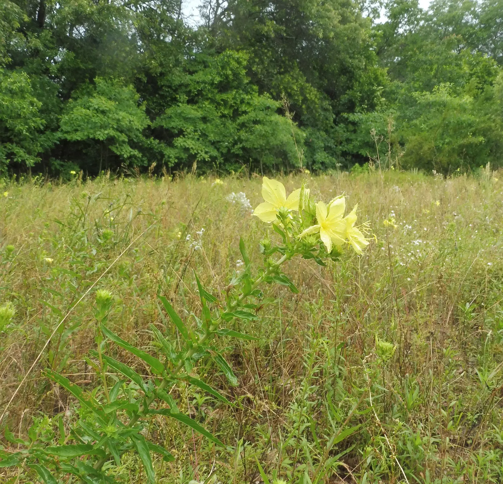 Hartweg's Sundrops (Calylophus Hartwegii Var. Fendleri) — Sundrops (Calylophus Hartwegii var