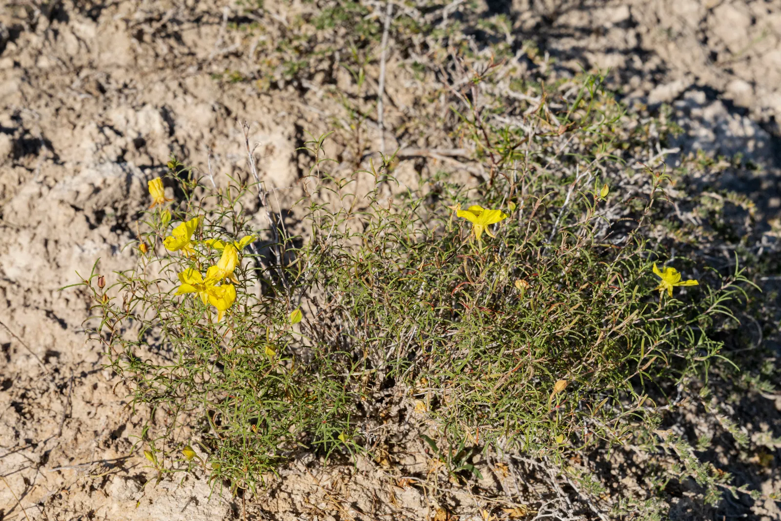 Hartweg's Sundrops (Calylophus Hartwegii Var. Fendleri) — The Calylophus hartwegii var; fendleri thrives in full sun exposure and well-drained soils, image 63