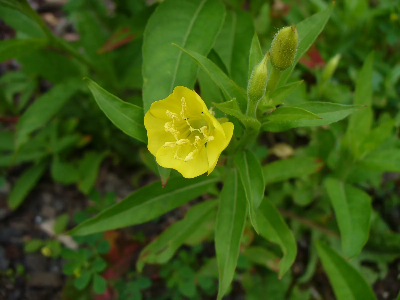 Hartweg's Sundrops (Calylophus Hartwegii Var. Fendleri) — green backdrop against which the plant's bright; fendleri thrives in full sun exposure and, image 71