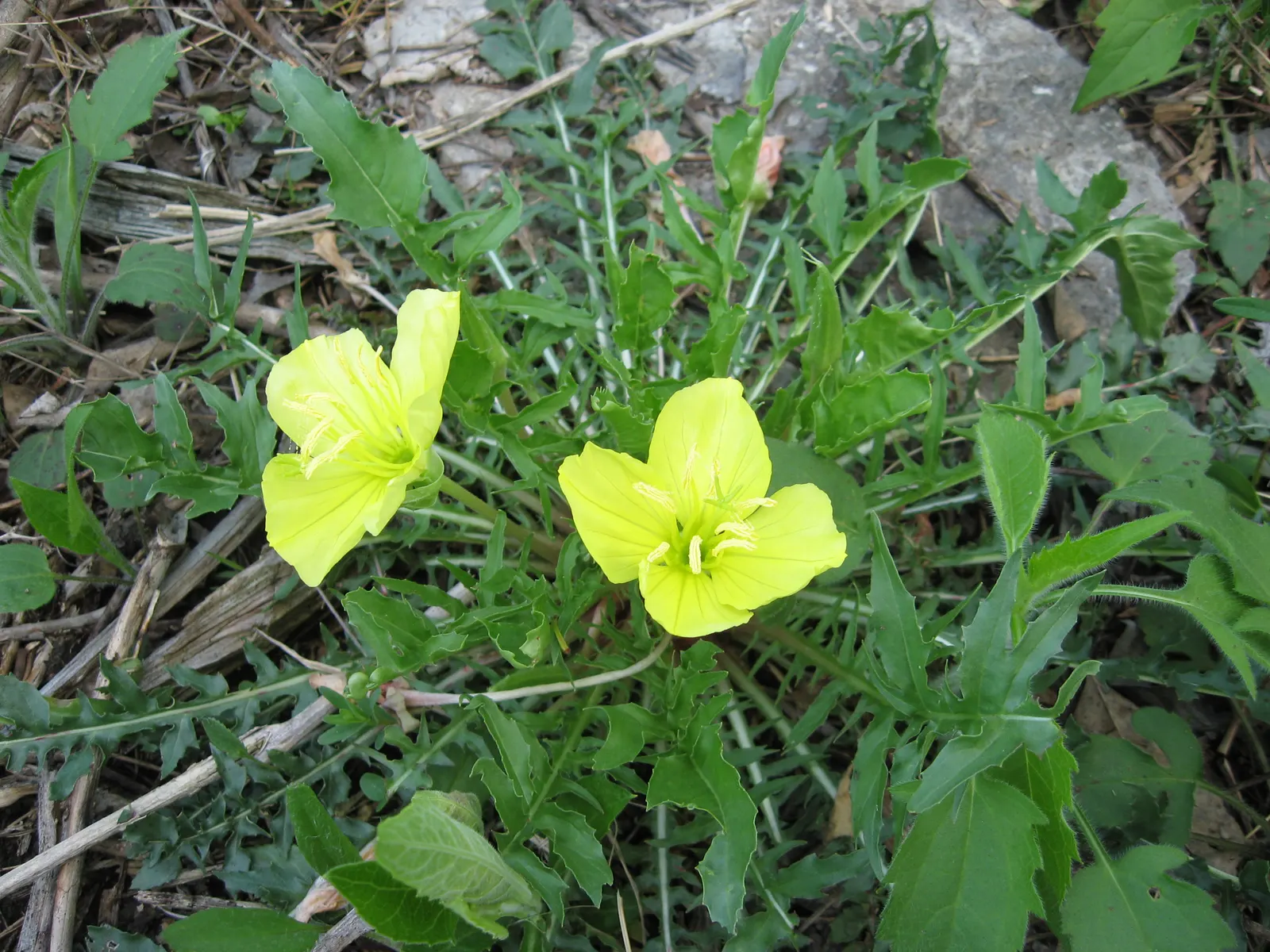 Hartweg's Sundrops (Calylophus Hartwegii Var. Fendleri) — the Fendler's Sundrops sports narrow; drought-tolerant and low maintenance, Sundrops are, image 69