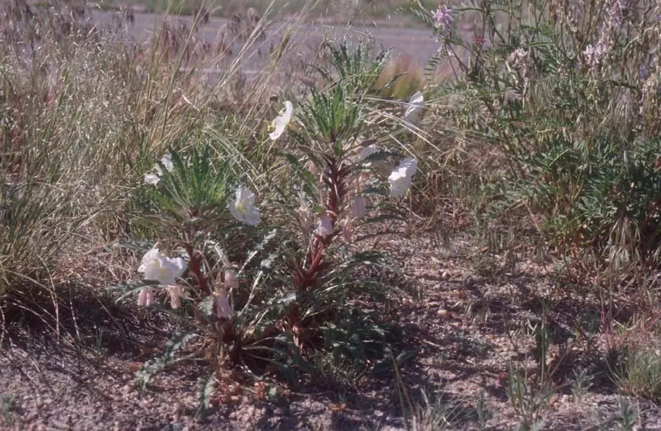 Hartweg's Sundrops (Calylophus Hartwegii Var. Fendleri) — This perennial wildflower; drought-tolerant and low maintenance, Sundrops are ideal for, image 65