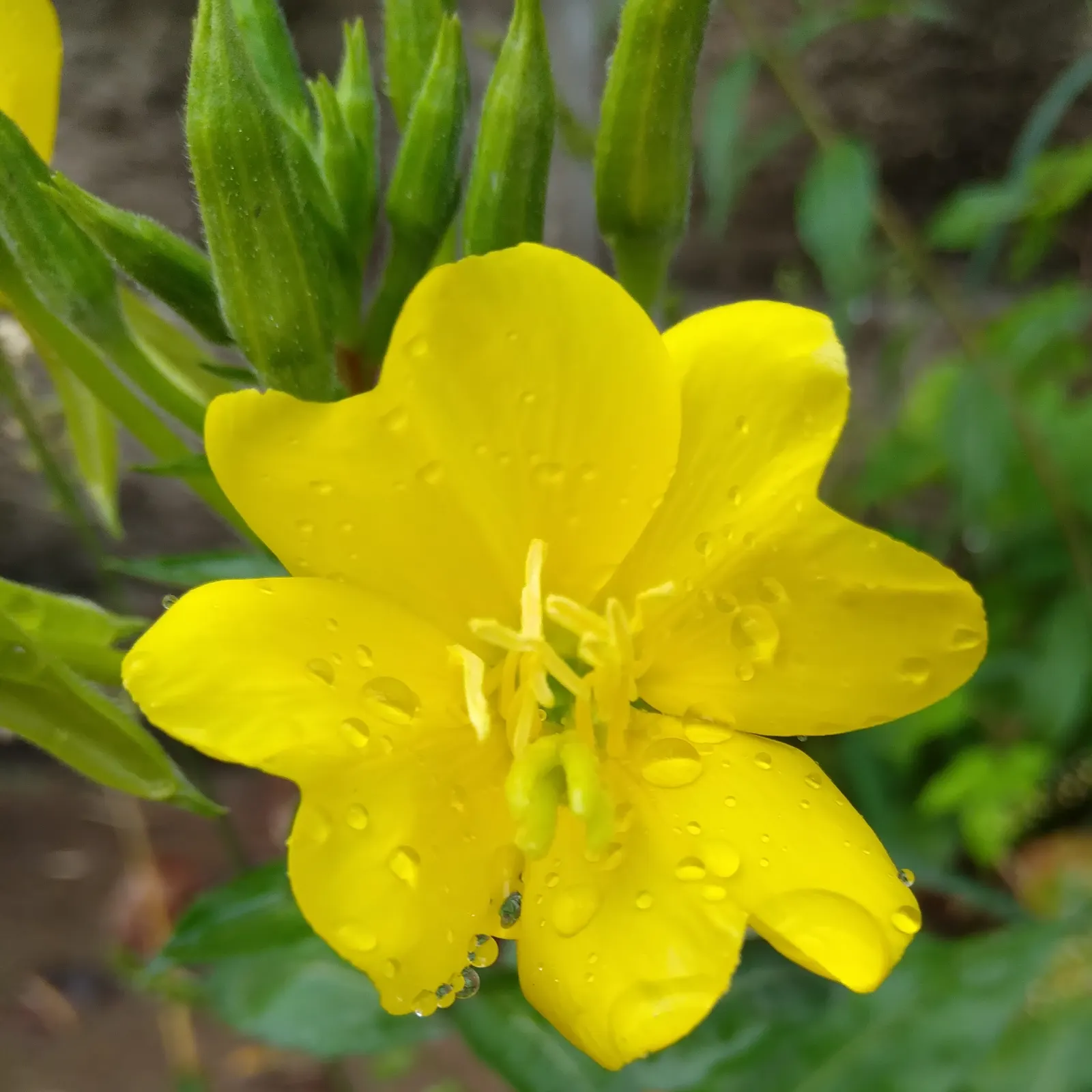 Hartweg's Sundrops (Calylophus Hartwegii Var. Fendleri) — These hardy plants reach up to 18 inches tall with a spread up to 24 inches, thriving in full sun