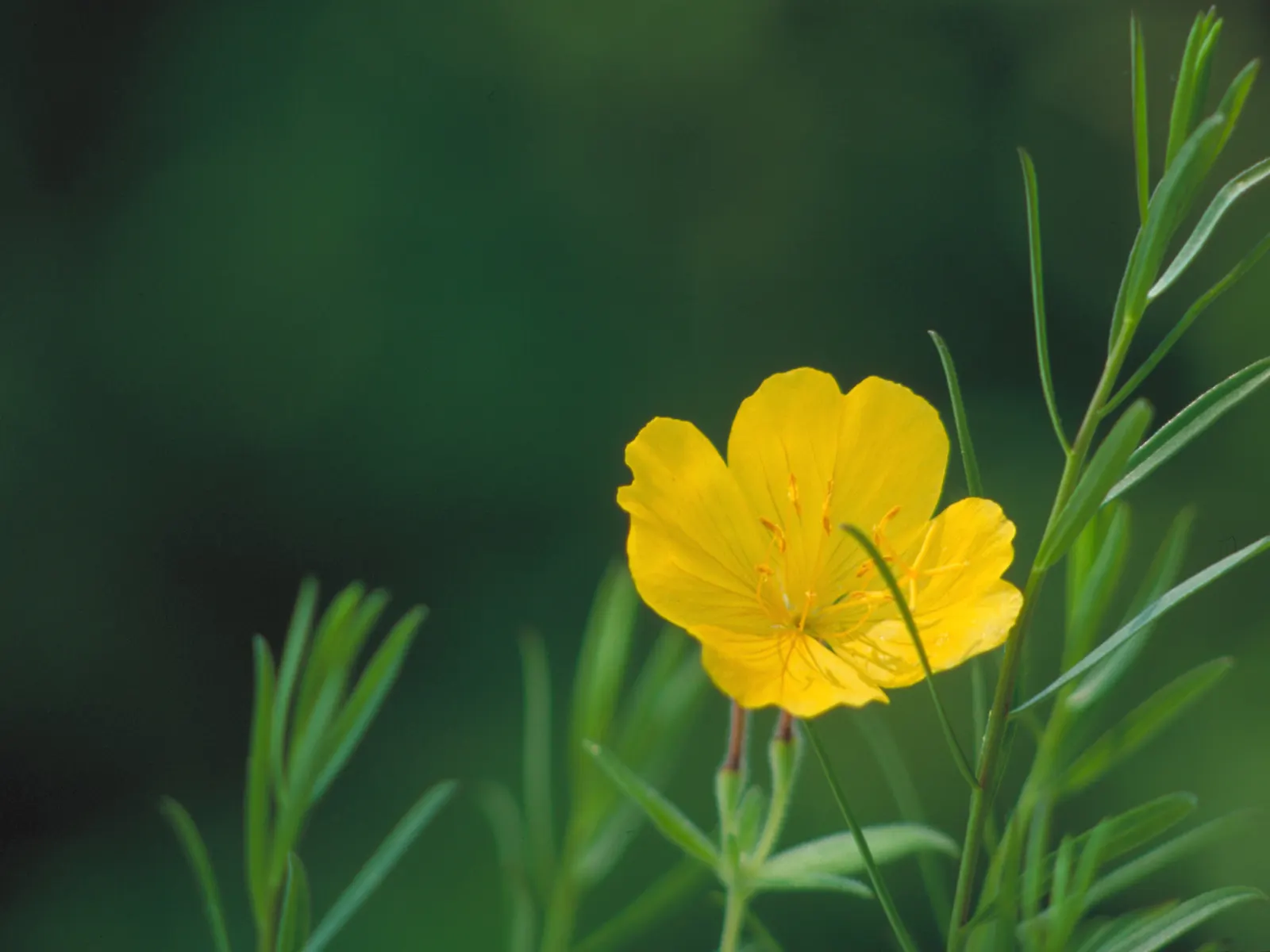 Hartweg's Sundrops (Calylophus Hartwegii Var. Fendleri) — it's also resistant to many pests and diseases; ensuring longevity and vibrancy in the garden