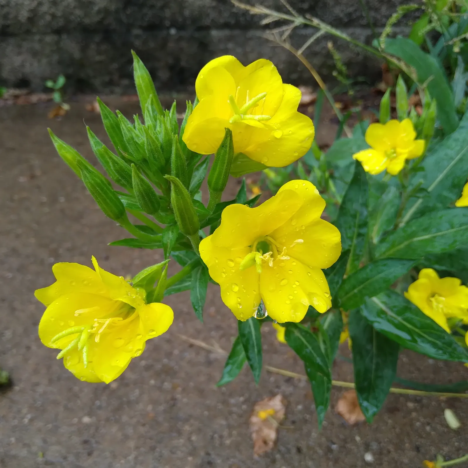 Hartweg's Sundrops (Calylophus Hartwegii Var. Fendleri) — populalry known as Fendler's Sundrops
