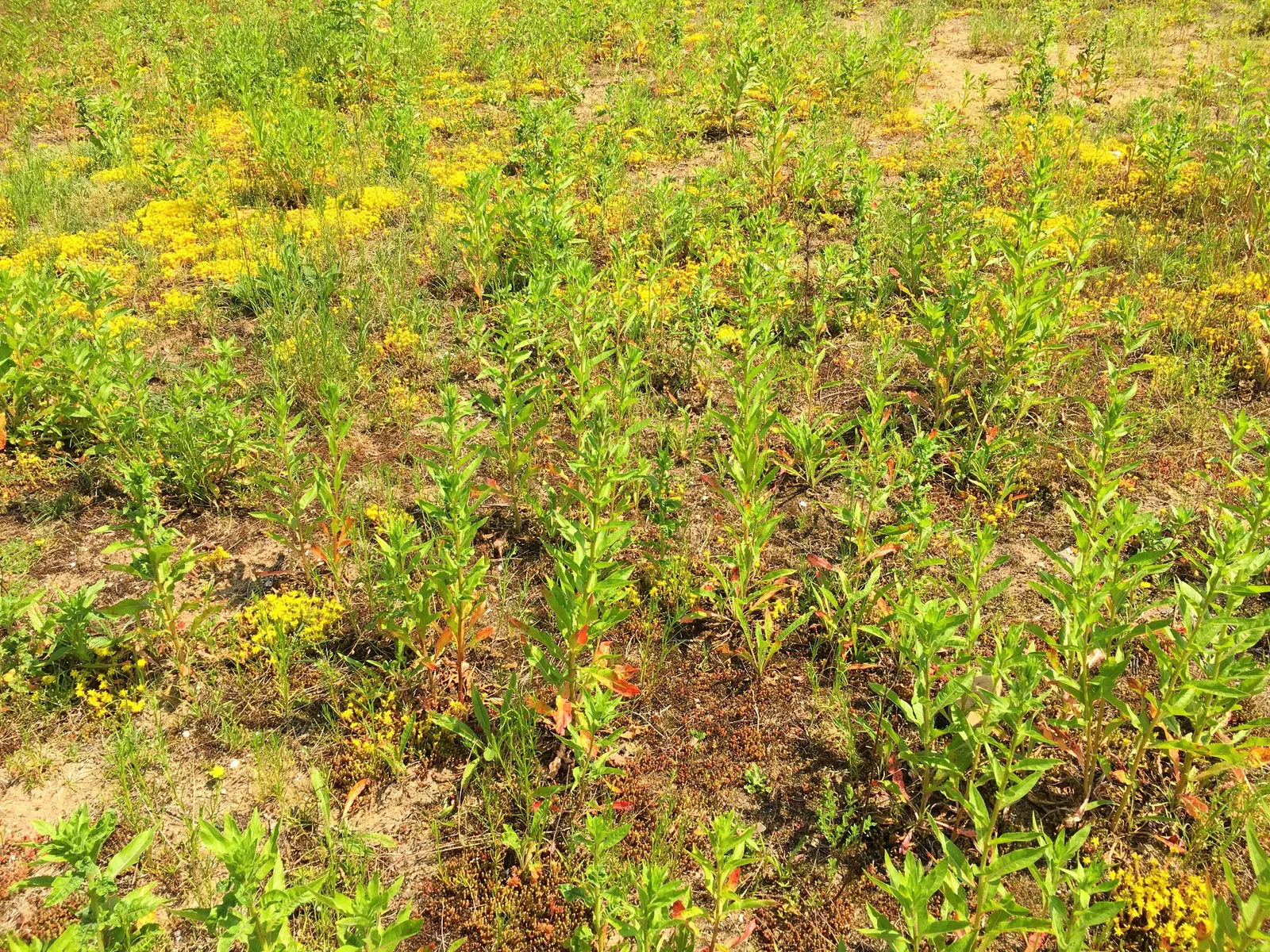 Hartweg's Sundrops (Calylophus Hartwegii Var. Fendleri) — and spreading up to 24 inches wide.<br><br>Noted for its hardiness; ensuring longevity, image 68