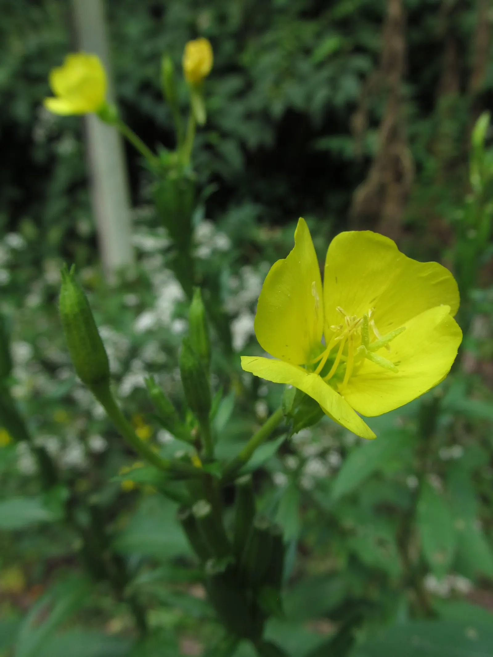 Hartweg's Sundrops (Calylophus Hartwegii Var. Fendleri) — Well-drained soil ensures their optimal growth and flowering performance