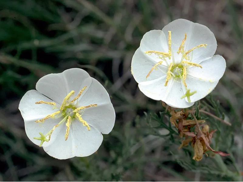 Hartweg's Sundrops (Calylophus Hartwegii Var. Fendleri) — clumping form typically reaching heights of 12 to 18 inches; fendleri thrives in full sun, image 67