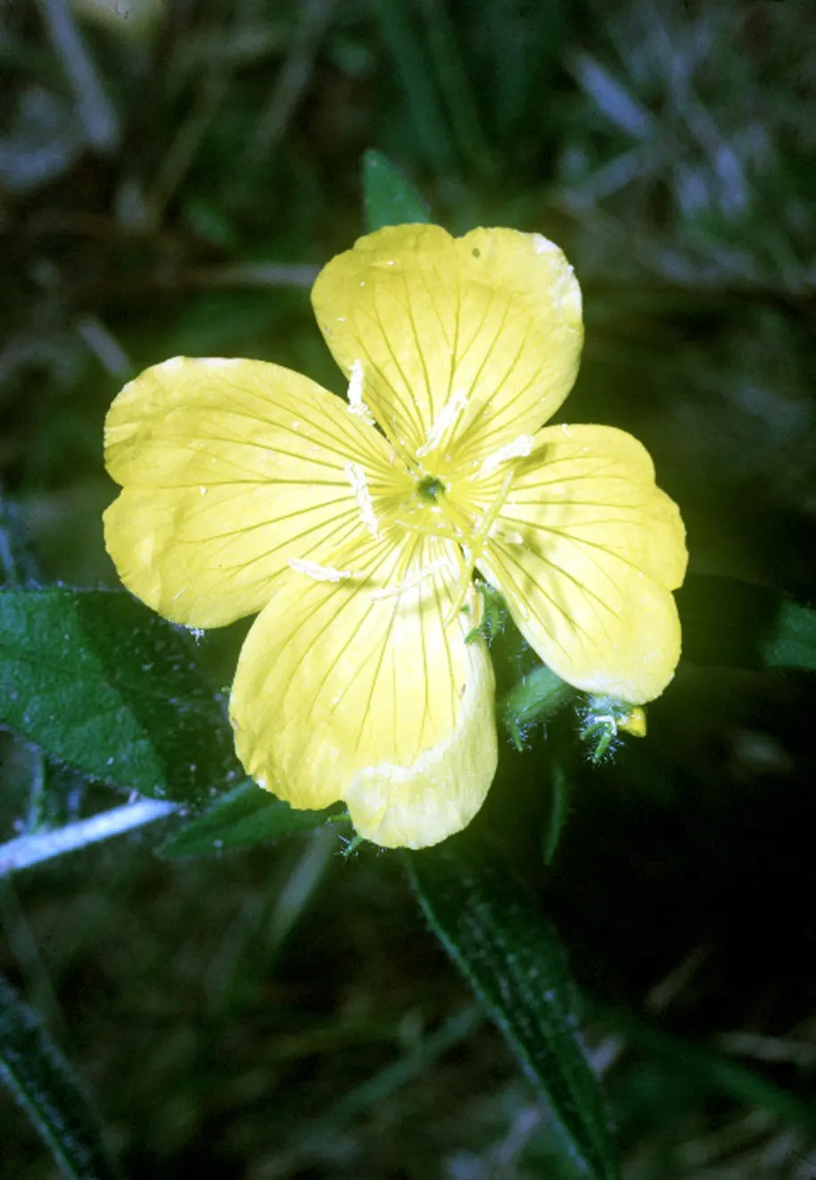 Hartweg's Sundrops (Calylophus Hartwegii Var. Fendleri) — The Calylophus hartwegii var