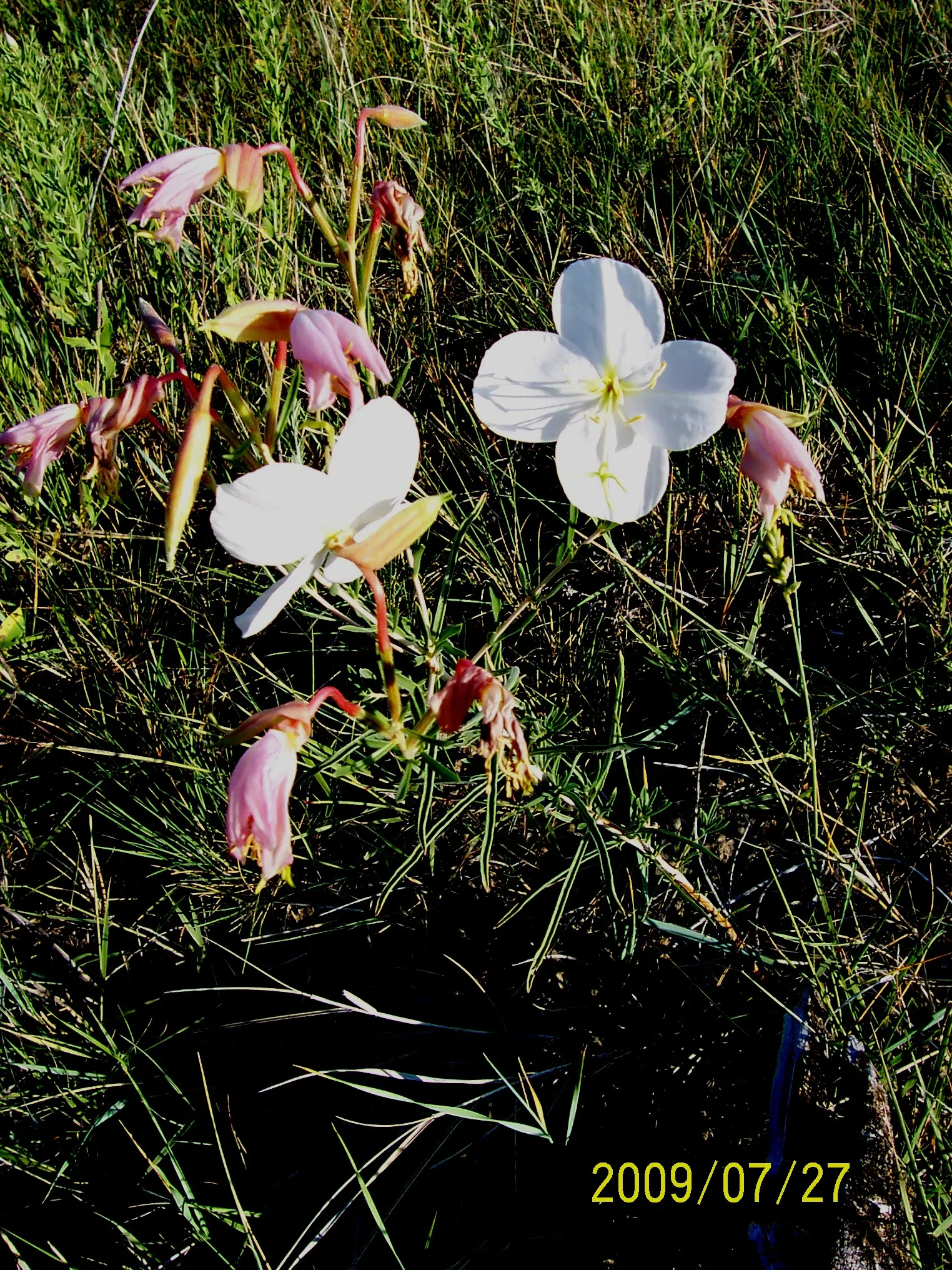 Hartweg's Sundrops (Calylophus Hartwegii Var. Fendleri) — fendleri thrives in full sun exposure and well-drained soils; clumping form typically reaching