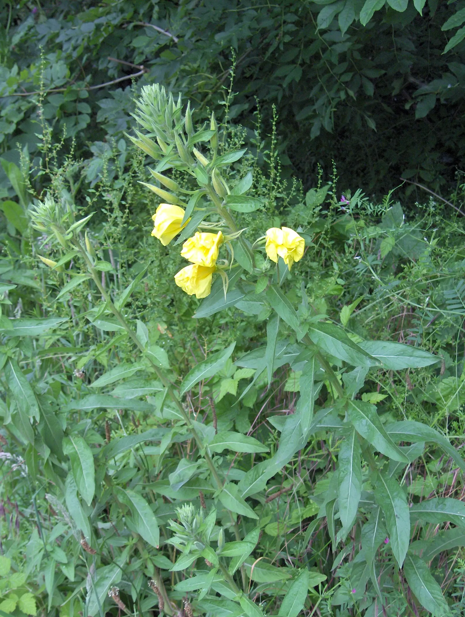 Hartweg's Sundrops (Calylophus Hartwegii Var. Fendleri) — native to the Southwest and Central United States; clumping form typically reaching, image 66