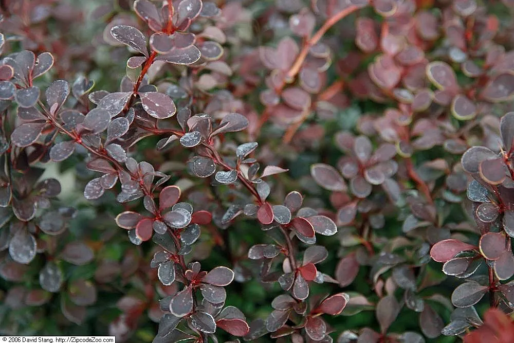 Royal Burgundy Barberry (Berberis Thunbergii 'Royal Burgundy') — The Royal Burgundy Barberry, Berberis thunbergii 'Royal Burgundy', is a vibrant, compact