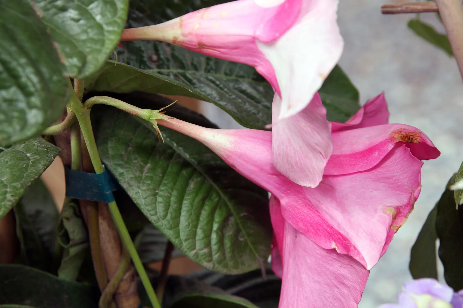 Alice Du Pont Mandevilla (Mandevilla 'Alice Du Pont') — dark green leaves that span 3 to 8 inches in length