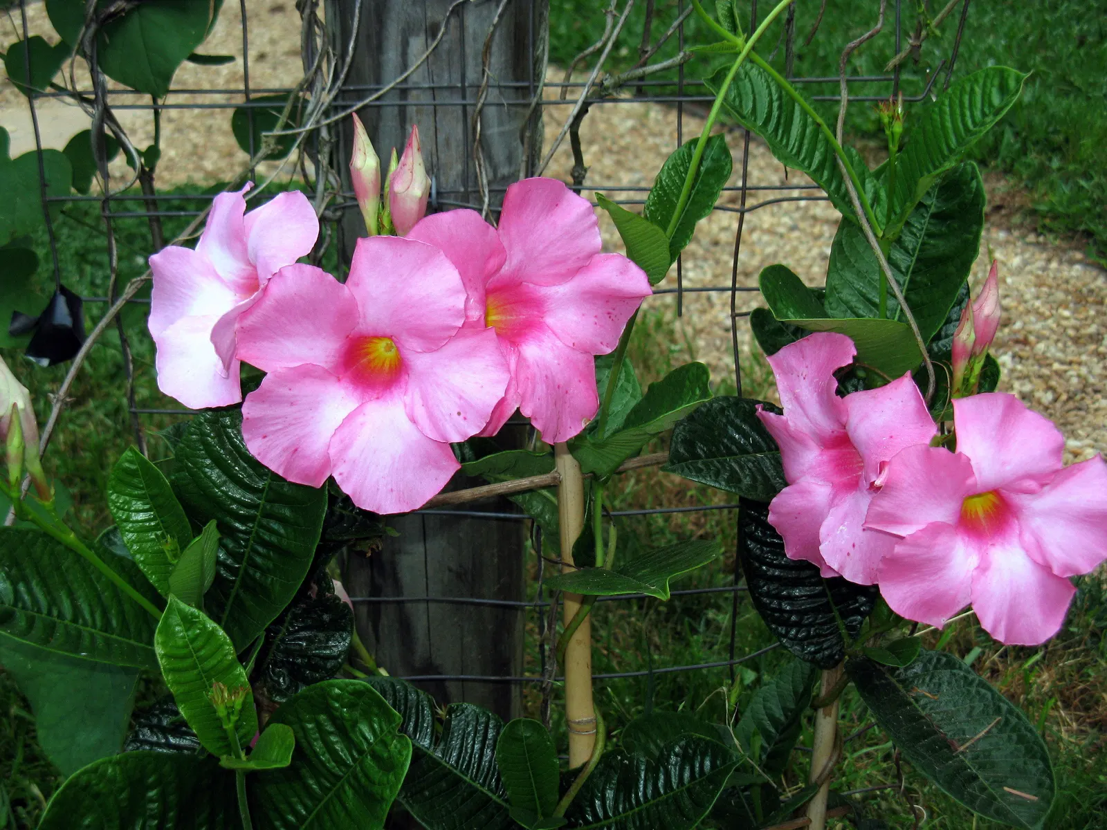 Alice Du Pont Mandevilla (Mandevilla 'Alice Du Pont') — trumpet-shaped pink flowers which can span up to 4 inches across