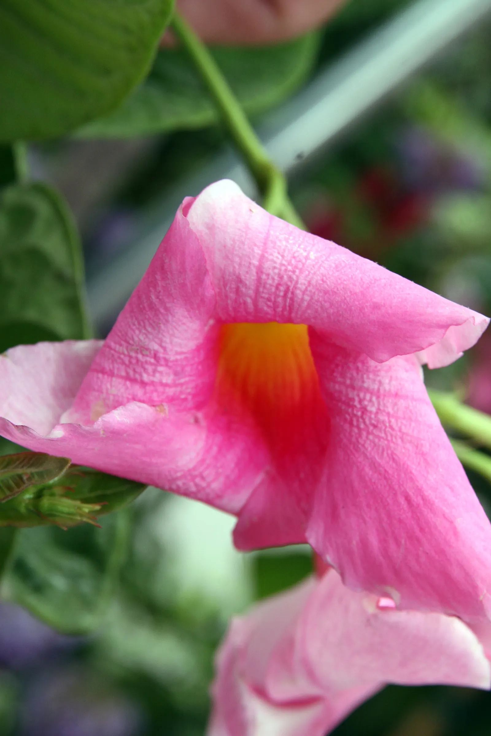 Alice Du Pont Mandevilla (Mandevilla 'Alice Du Pont') — the Alice du Pont Mandevilla showcases an evergreen canvas for its radiant flowers
