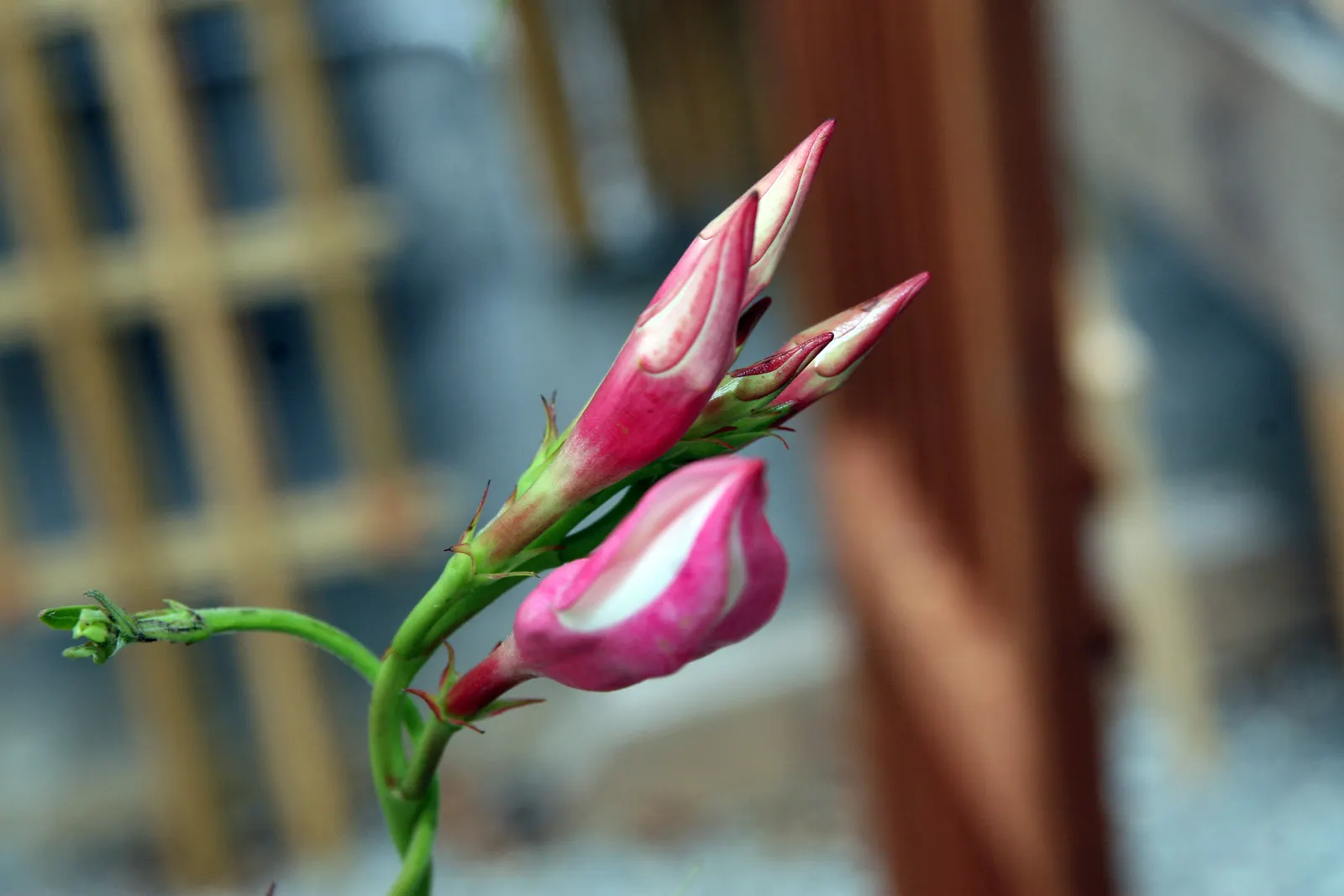 Alice Du Pont Mandevilla (Mandevilla 'Alice Du Pont') — making it ideal for vertical accents and space-efficient gardening.<br><br>Characteristic for its glossy