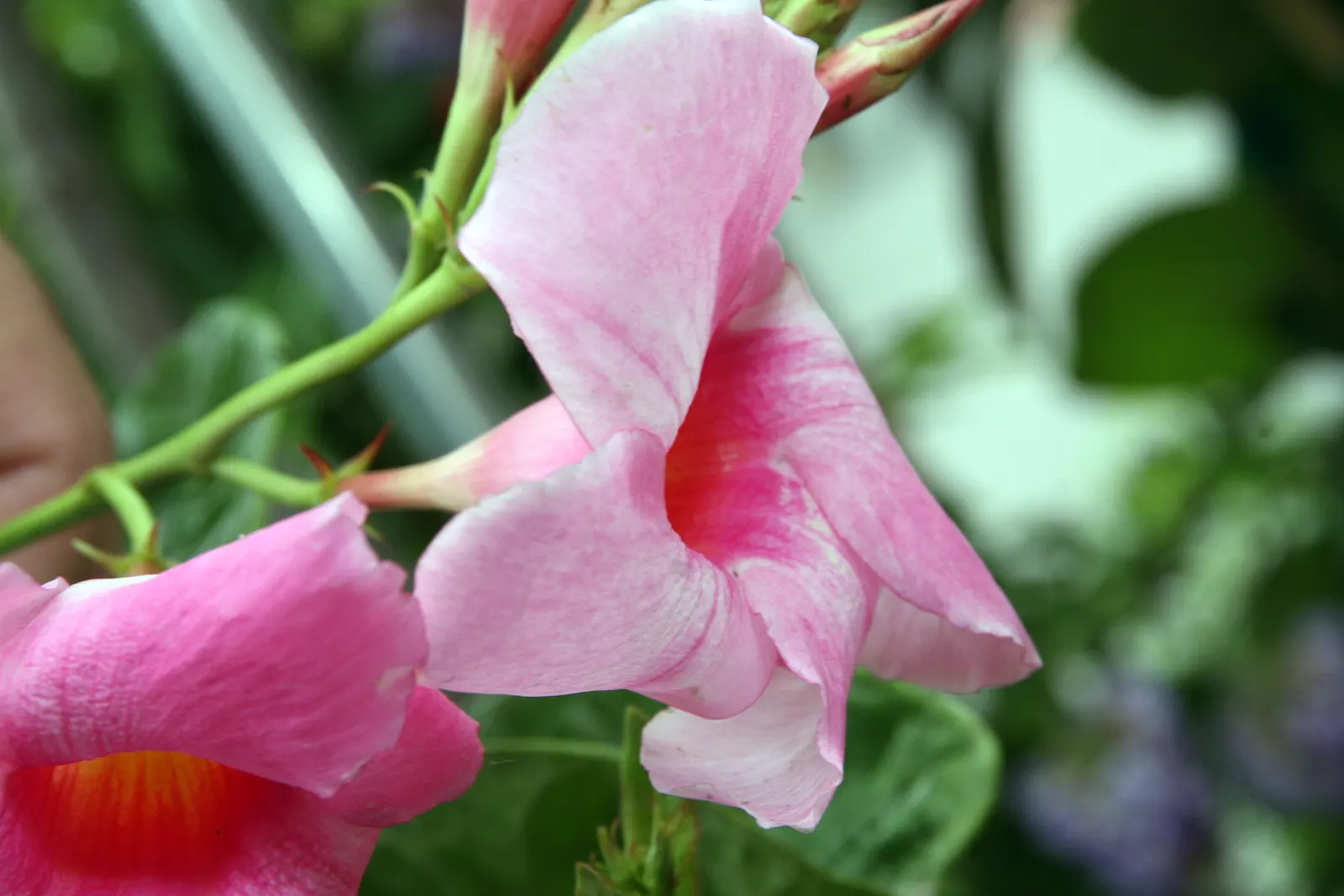 Alice Du Pont Mandevilla (Mandevilla 'Alice Du Pont') — presenting a trumpet-shaped allure that spans 2 to 4 inches in diameter