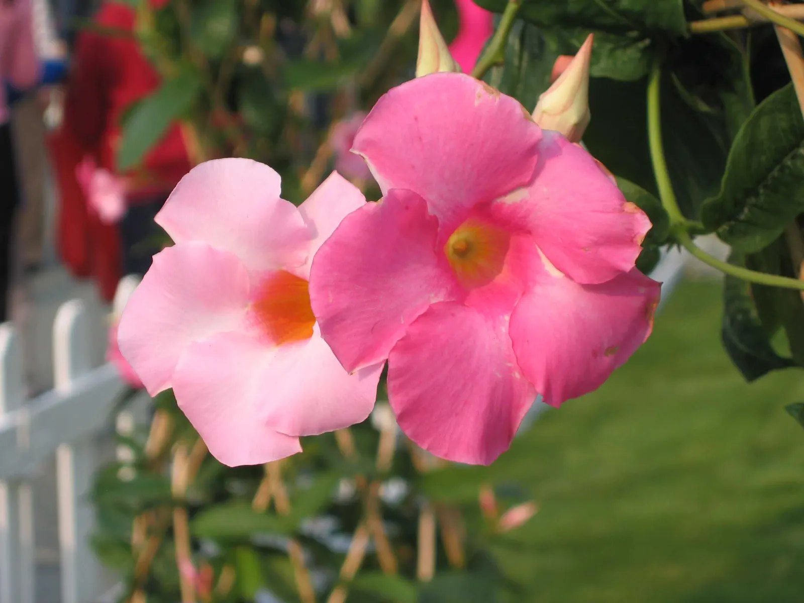Alice Du Pont Mandevilla (Mandevilla 'Alice Du Pont') — These striking pink flowers