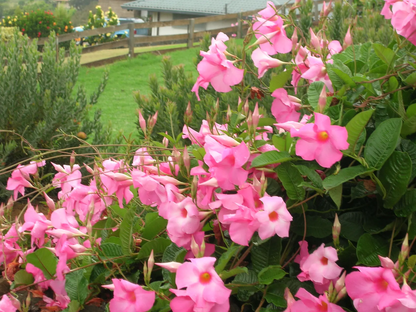 Alice Du Pont Mandevilla (Mandevilla 'Alice Du Pont') — making it a splendid addition to warm-season outdoor spaces
