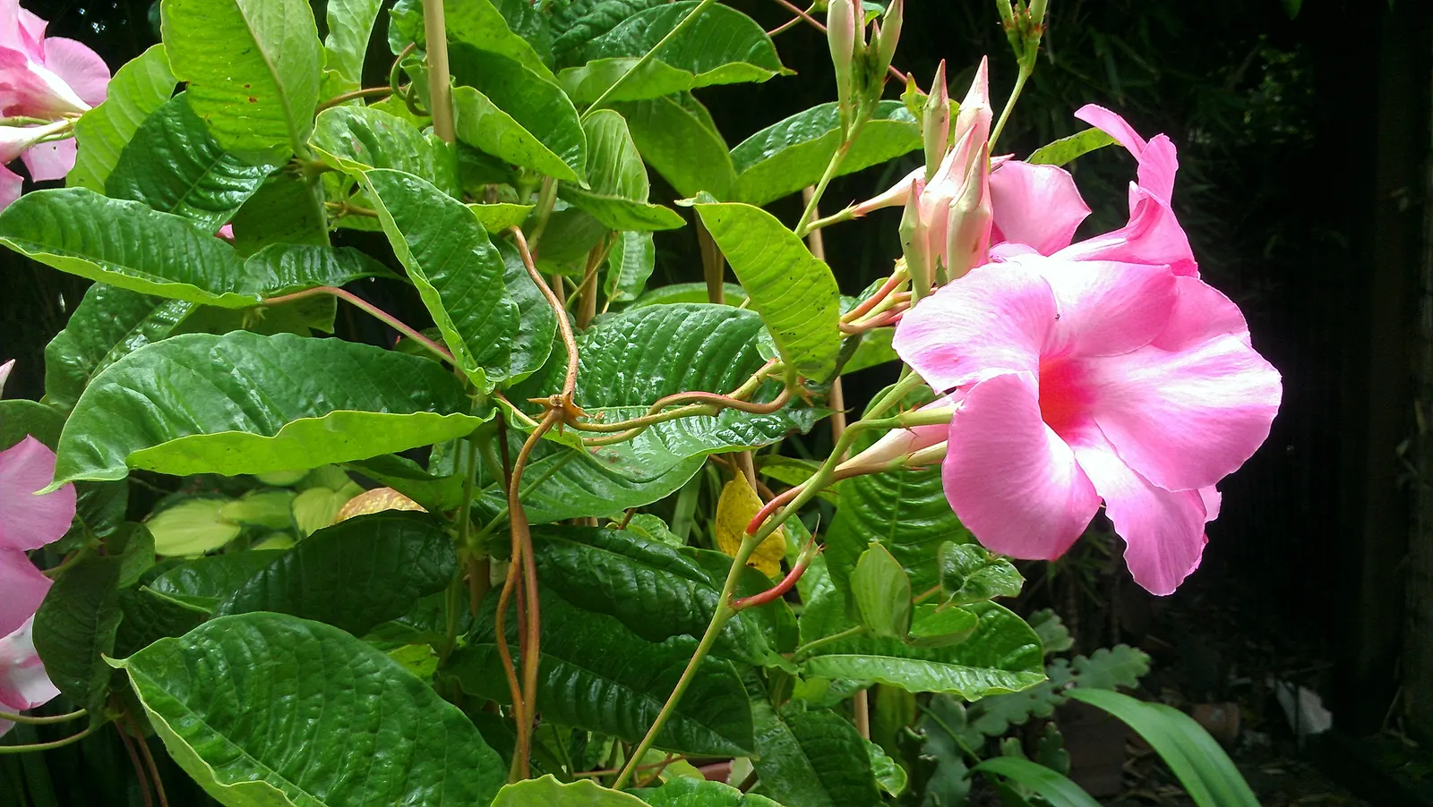 Alice Du Pont Mandevilla (Mandevilla 'Alice Du Pont') — Its robust stem structure allows for training on trellises