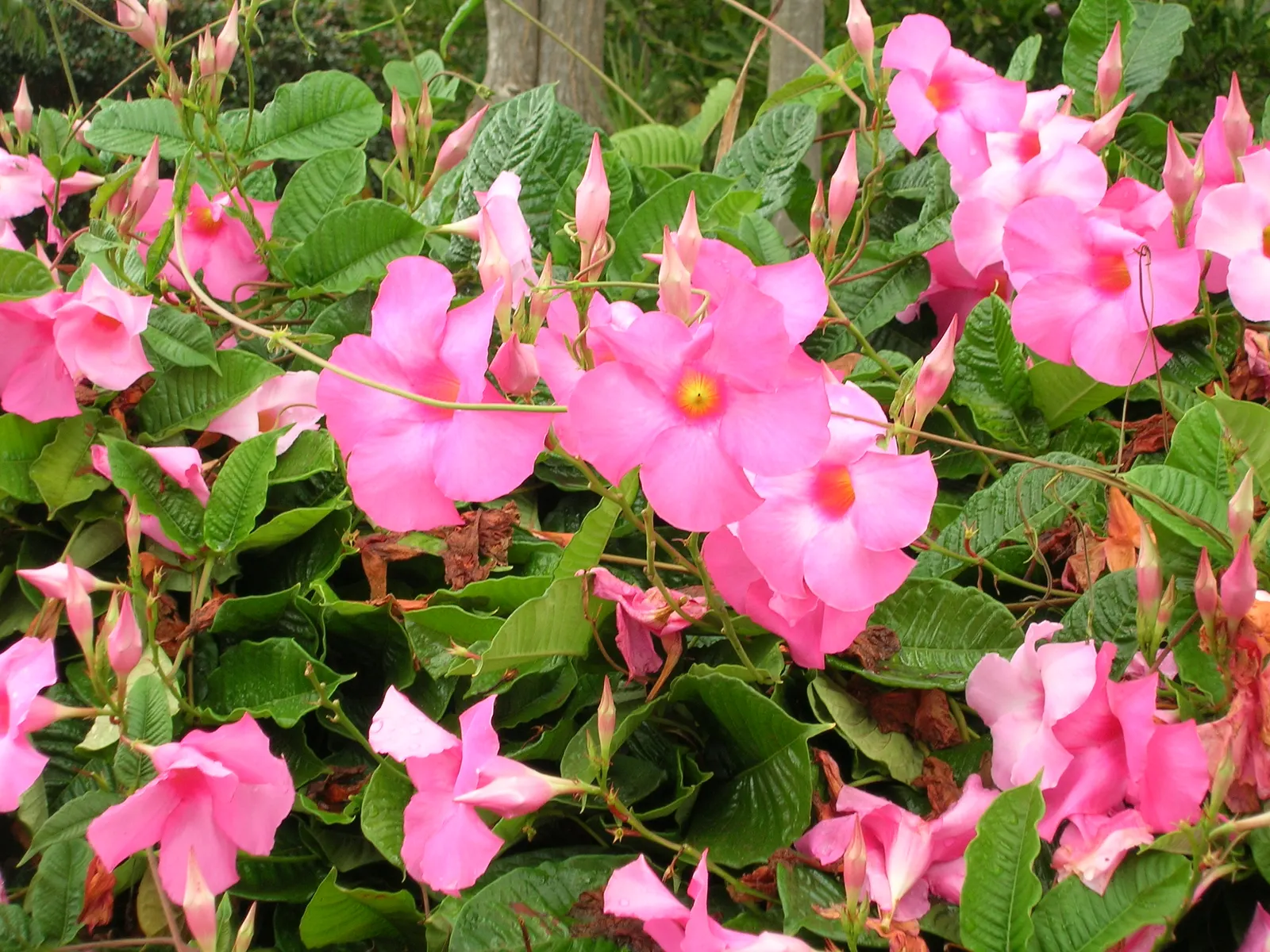 Alice Du Pont Mandevilla (Mandevilla 'Alice Du Pont') — The Mandevilla 'Alice du Pont' is an enchanting tropical vine noted for its lavish