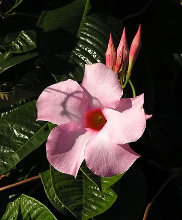 Alice Du Pont Mandevilla (Mandevilla 'Alice Du Pont') — It boasts glossy, deep green leaves and reaches heights of 10 to 20 feet, ideal for trellises or patios