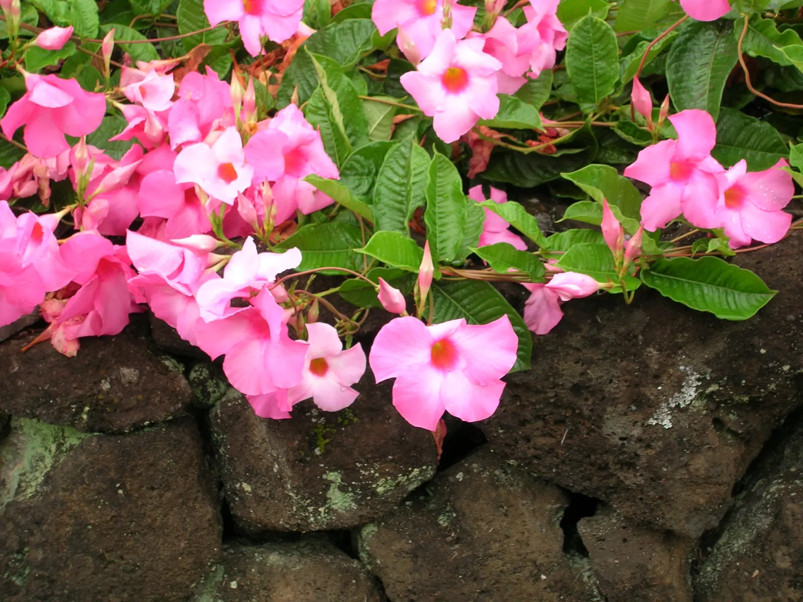 Alice Du Pont Mandevilla (Mandevilla 'Alice Du Pont') — this perennial thrives in USDA zones 9 to 11