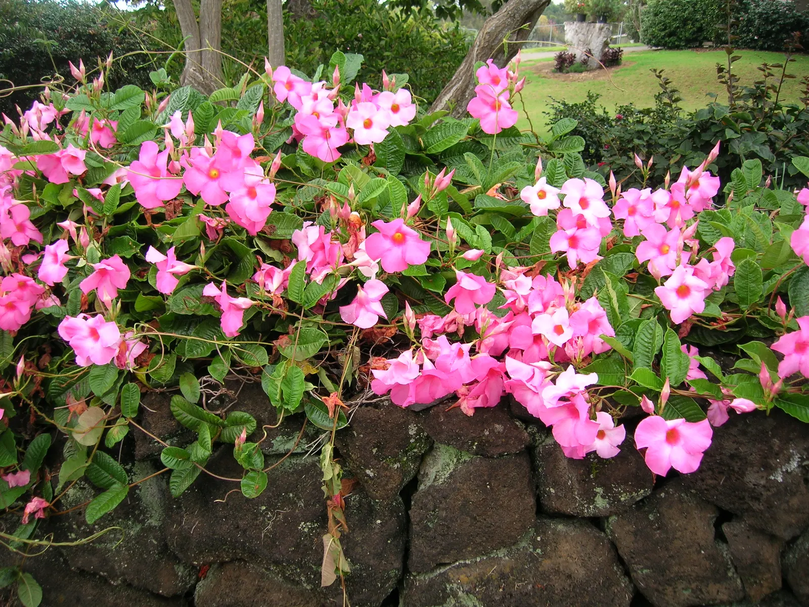 Alice Du Pont Mandevilla (Mandevilla 'Alice Du Pont') — is a vivacious flowering vine that brings a tropical flair to any landscape design